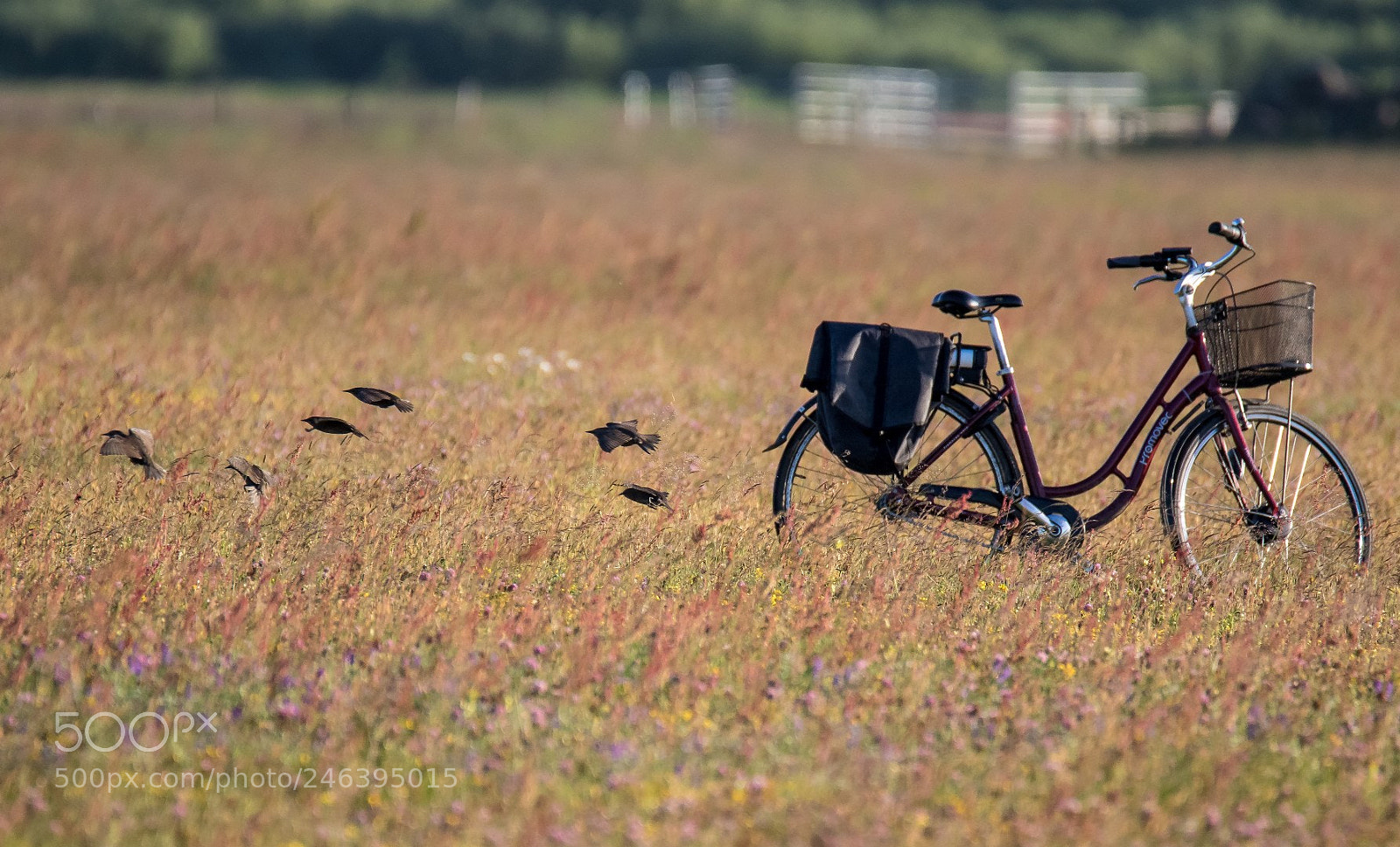 Canon EOS 7D Mark II sample photo. Starlings (sturnus vulgaris) photography