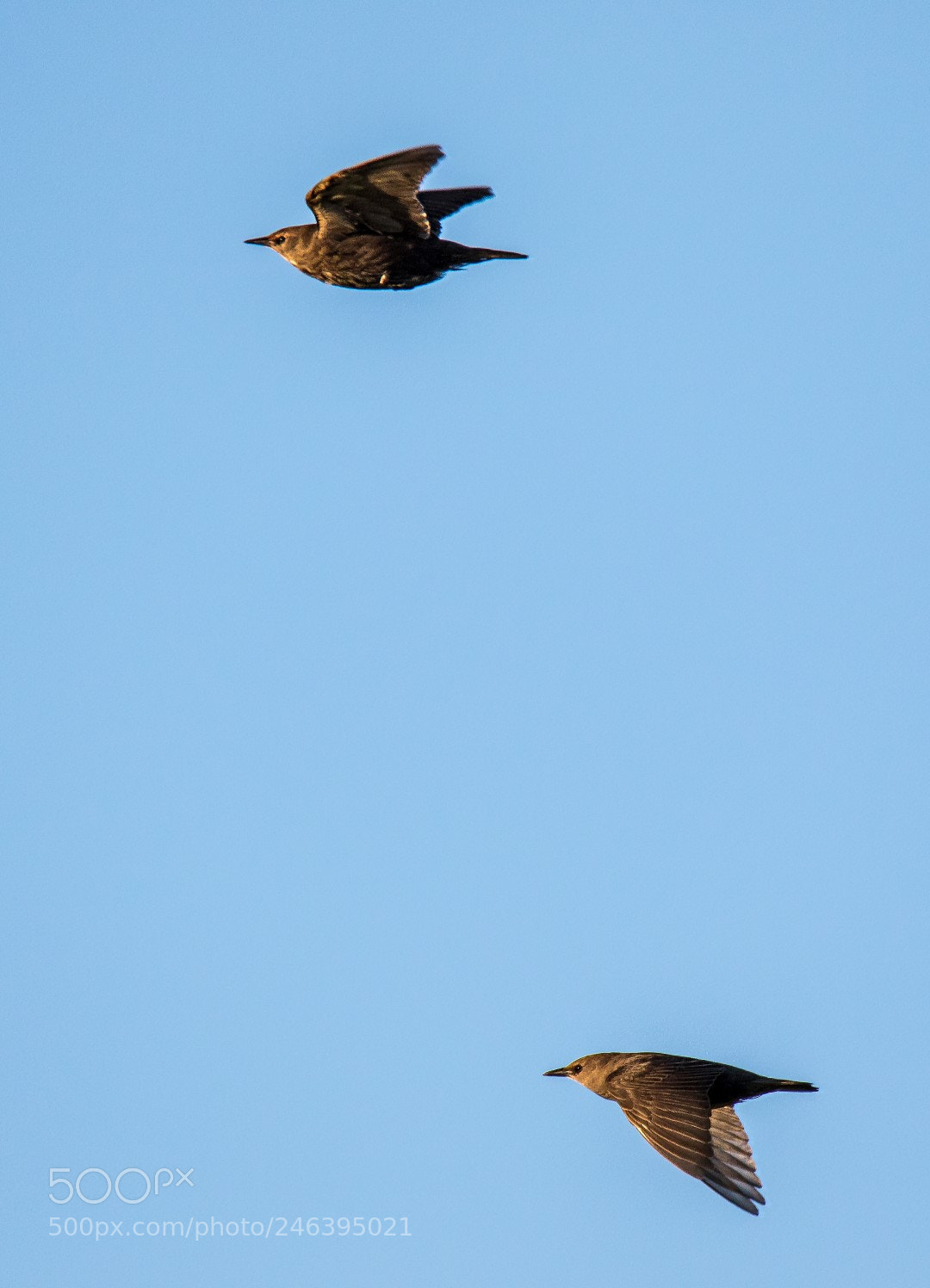 Canon EOS 7D Mark II sample photo. Starlings (sturnus vulgaris) photography