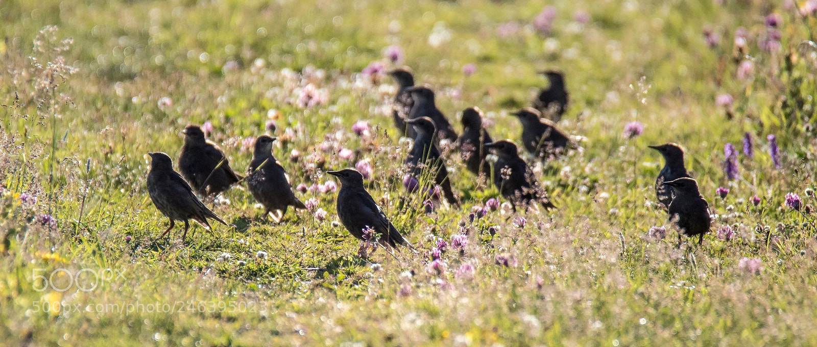 Canon EOS 7D Mark II sample photo. Starlings (sturnus vulgaris) photography