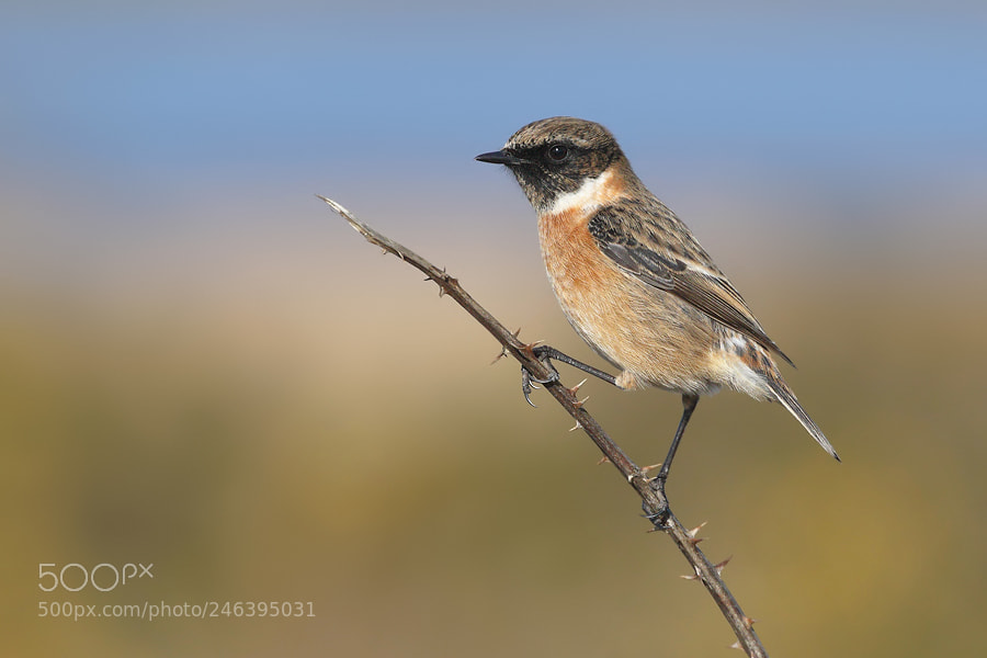 Canon EOS 7D Mark II sample photo. Stonechat photography