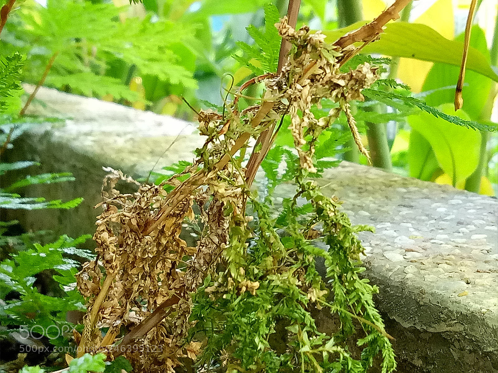 OPPO A1601 sample photo. Nature photography