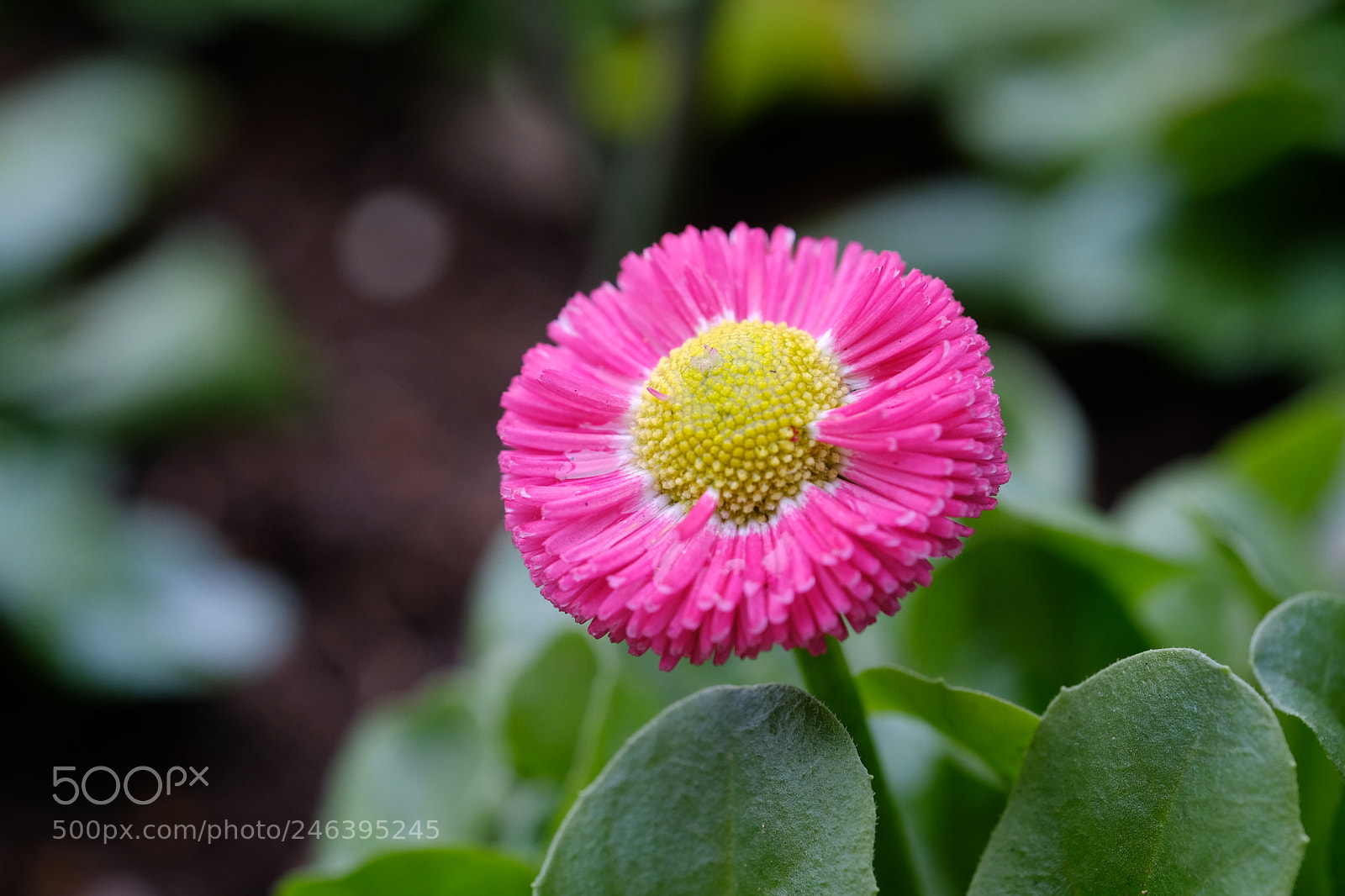 Fujifilm X-T20 sample photo. Macro photography photography