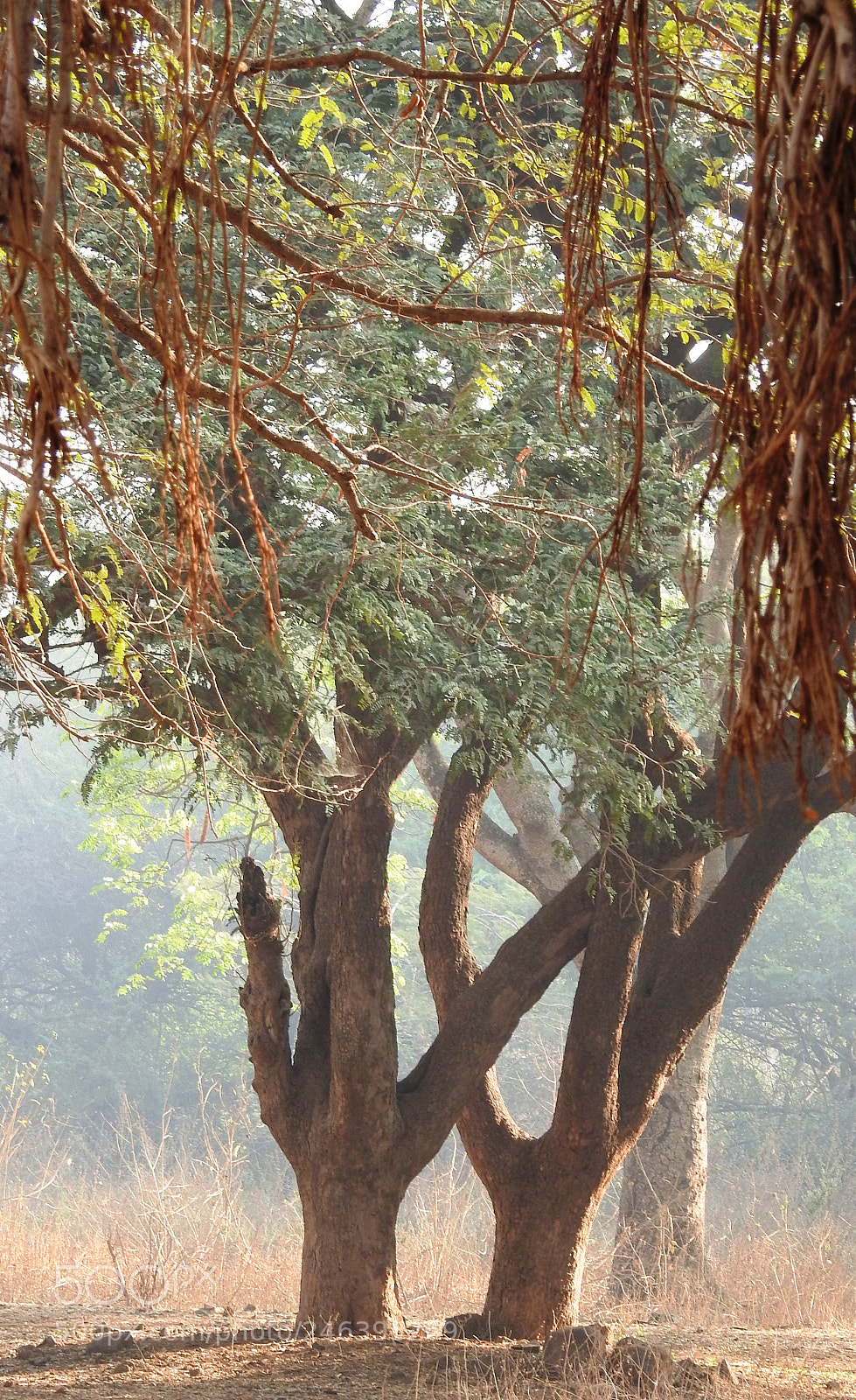 Nikon Coolpix P900 sample photo. Trees kolhapur india 17-02-2018 photography