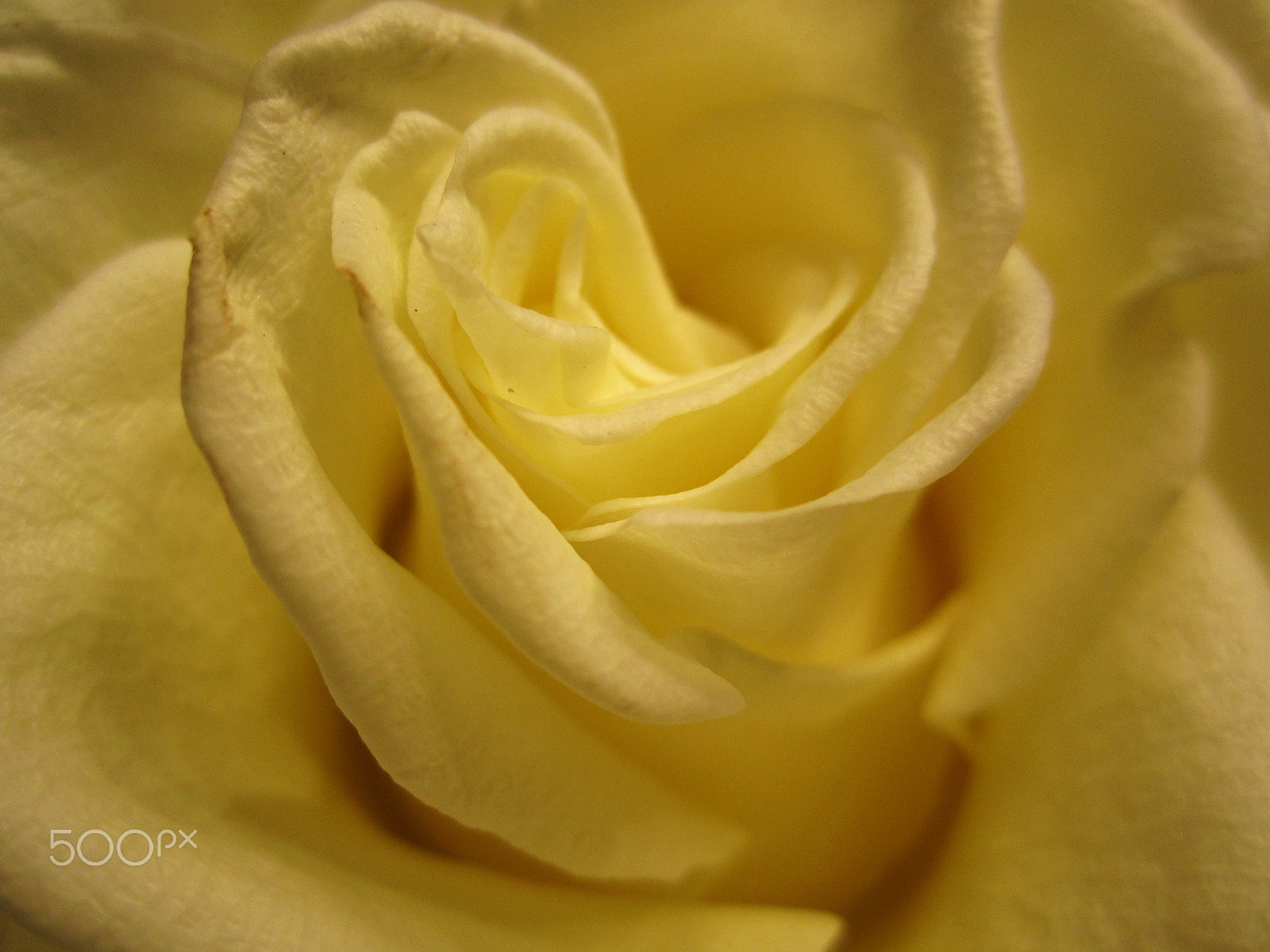 Canon PowerShot SD1400 IS (IXUS 130 / IXY 400F) sample photo. Yellow rose photography