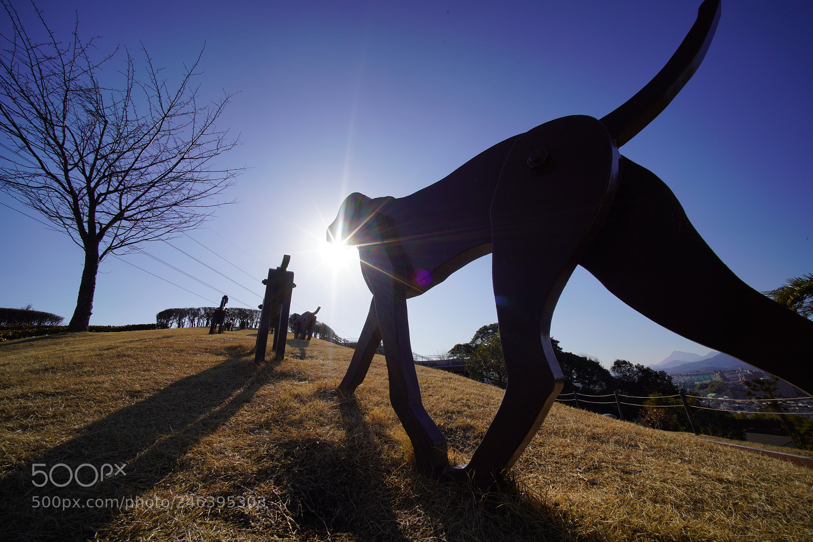 Sony a7R III sample photo. Dogs hill photography