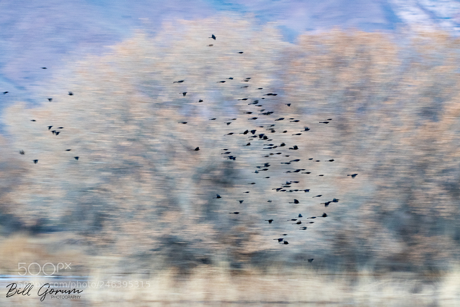 Nikon D500 sample photo. Great-tailed grackles pan blur photography