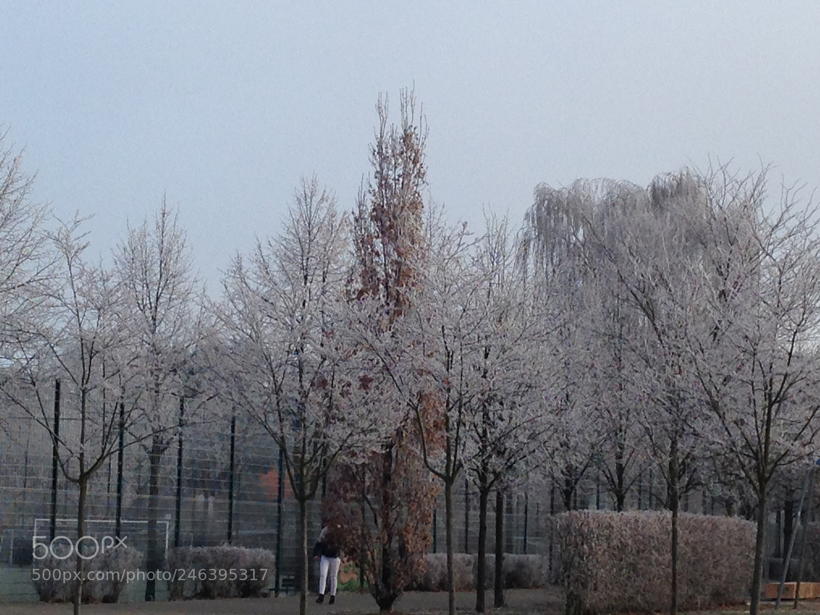 Apple iPhone 5 sample photo. Icetrees photography