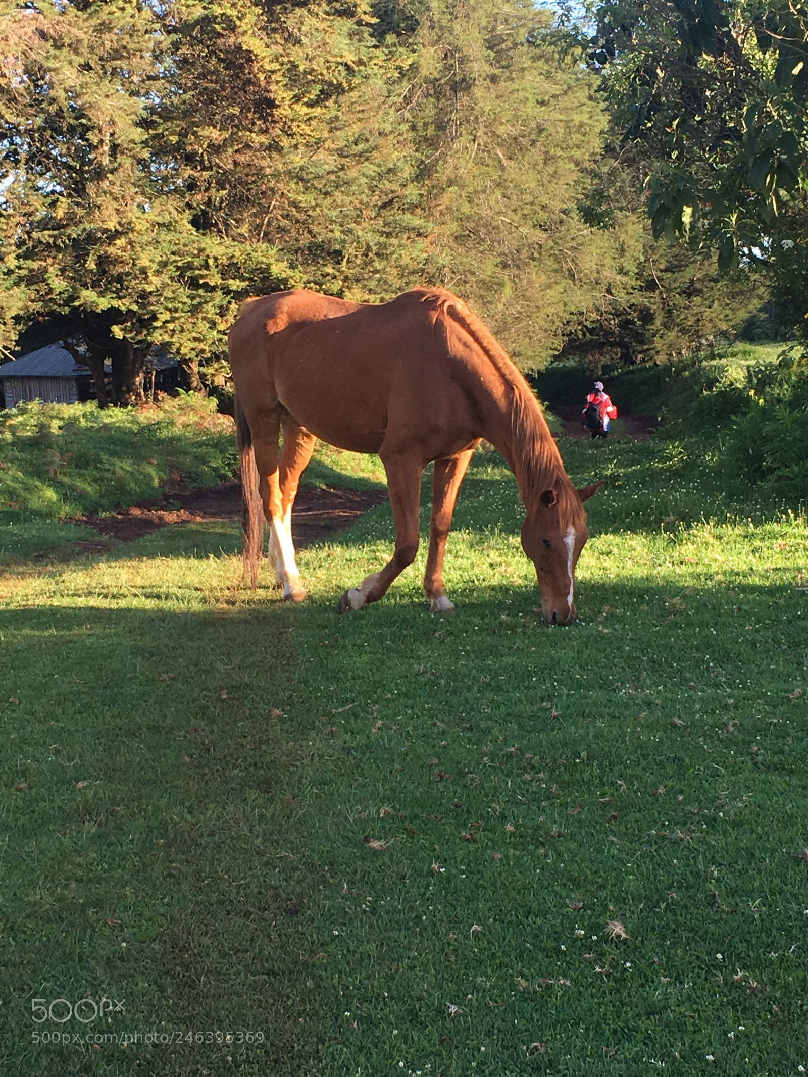 Apple iPhone 6s sample photo. Horses are just wow! photography