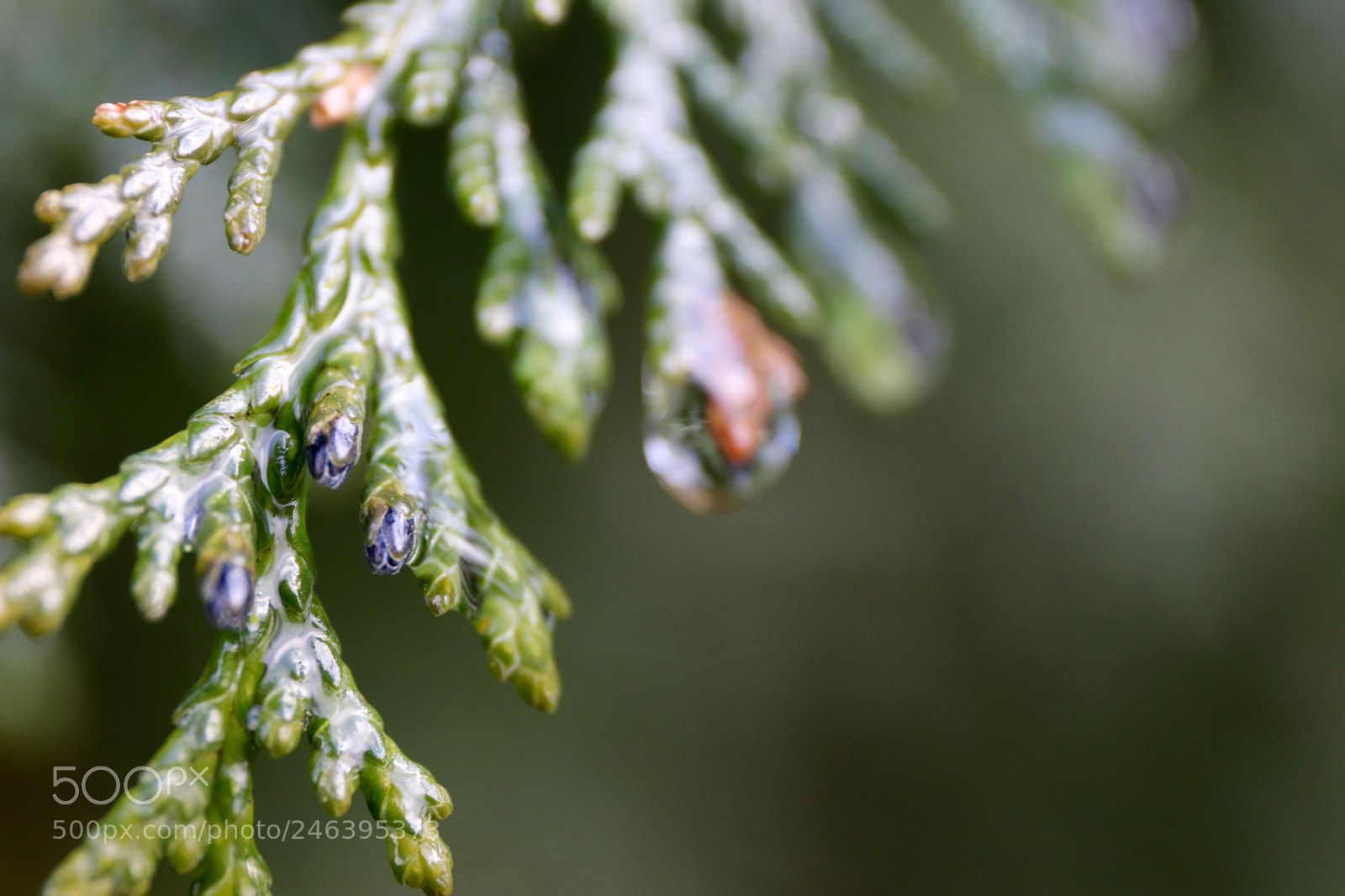 Canon EOS 77D (EOS 9000D / EOS 770D) sample photo. The garden photography