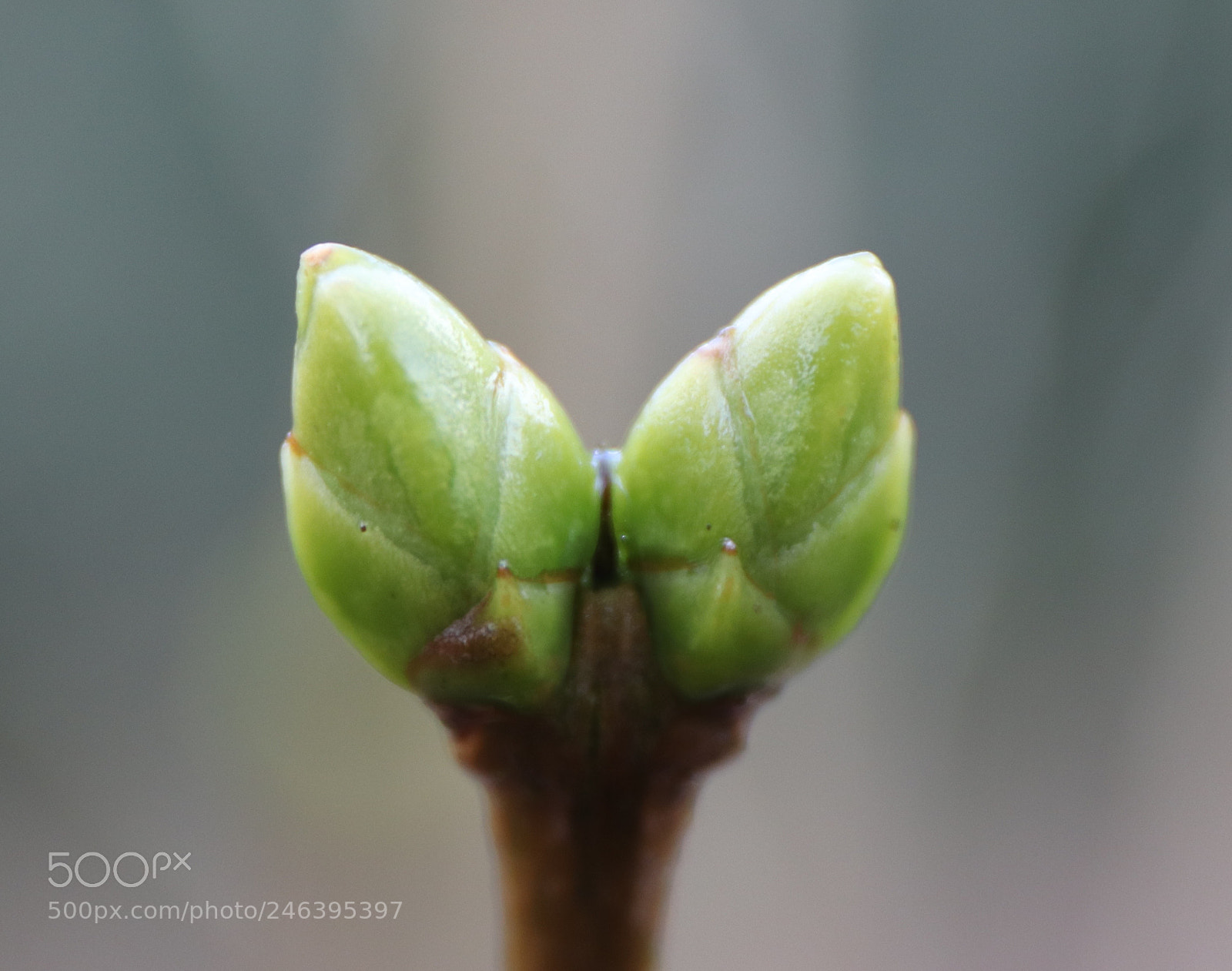 Canon EOS 77D (EOS 9000D / EOS 770D) sample photo. The garden photography