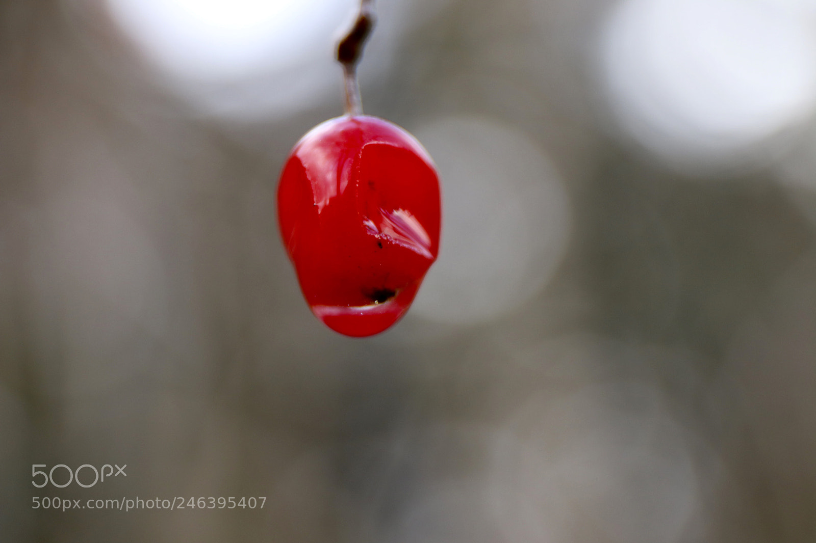 Canon EOS 77D (EOS 9000D / EOS 770D) sample photo. The garden photography