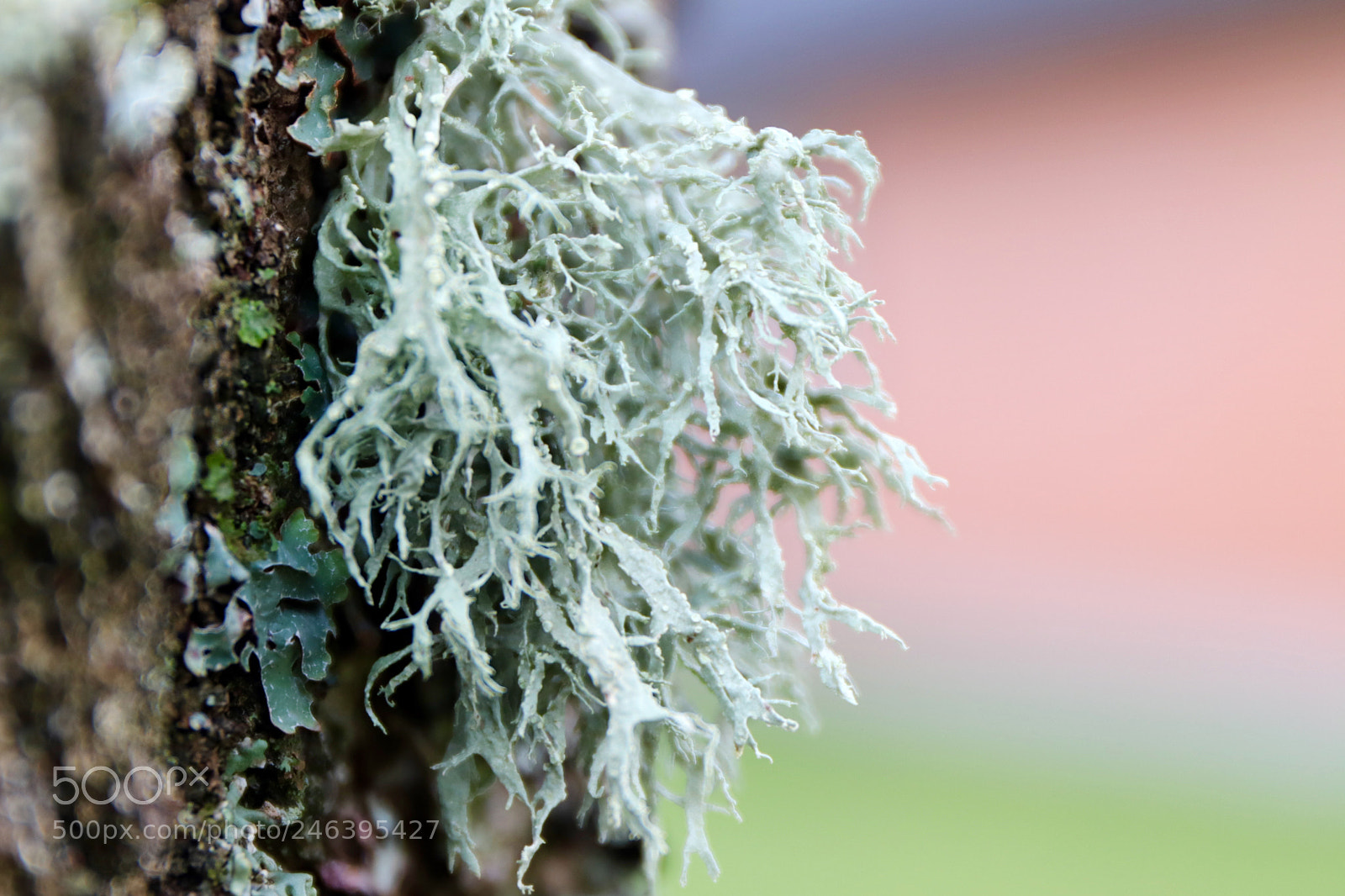 Canon EOS 77D (EOS 9000D / EOS 770D) sample photo. The garden photography