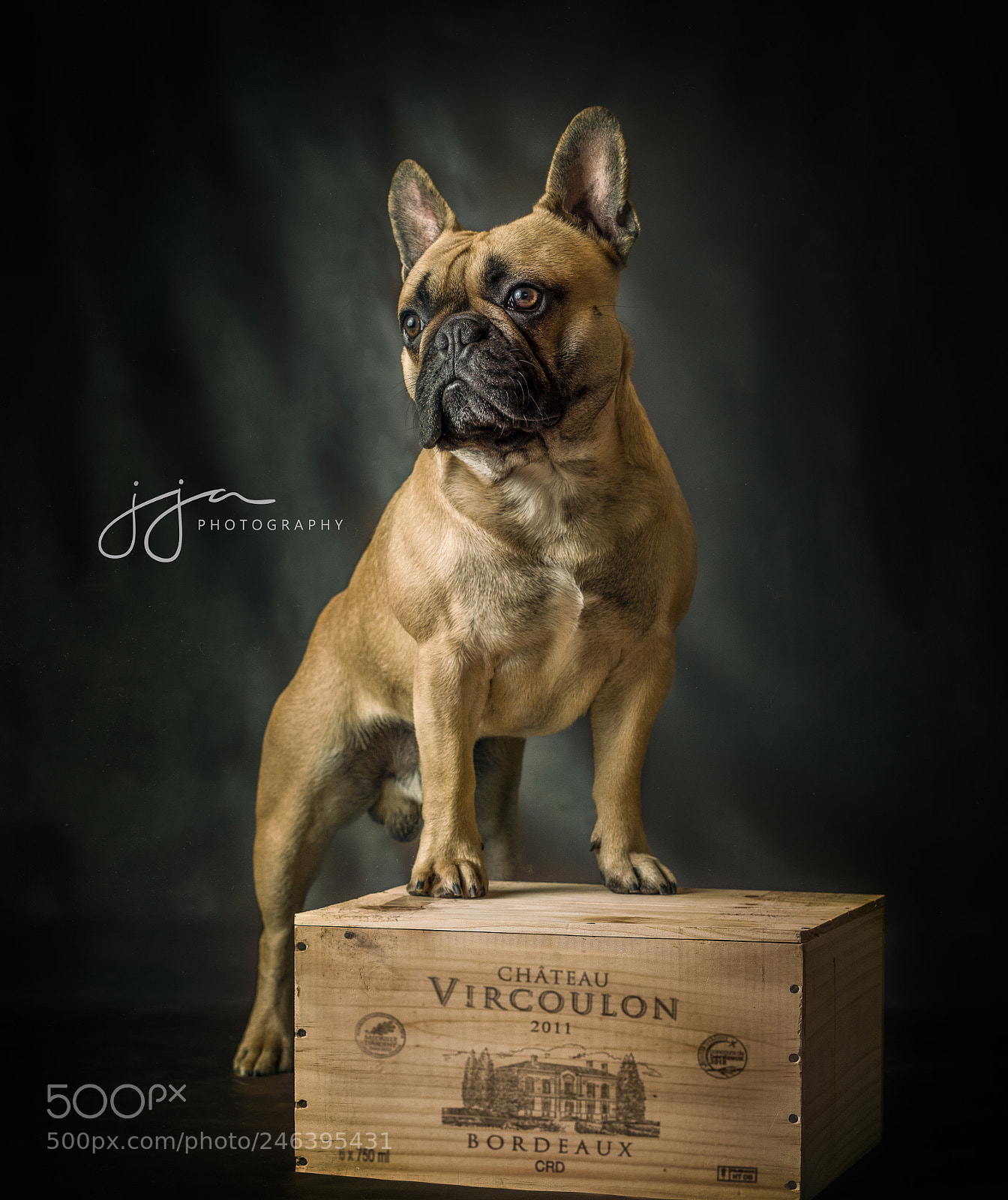 Nikon D7200 sample photo. The french bulldog photography