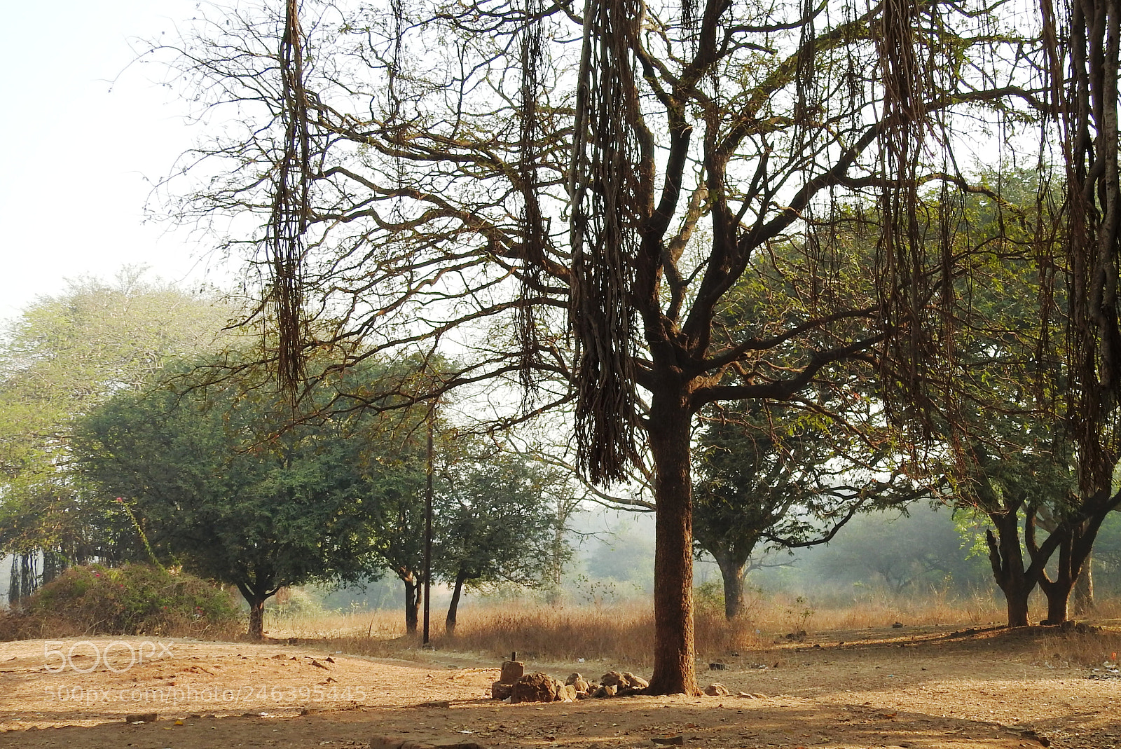 Nikon Coolpix P900 sample photo. Trees kolhapur india 17-02-2018 photography