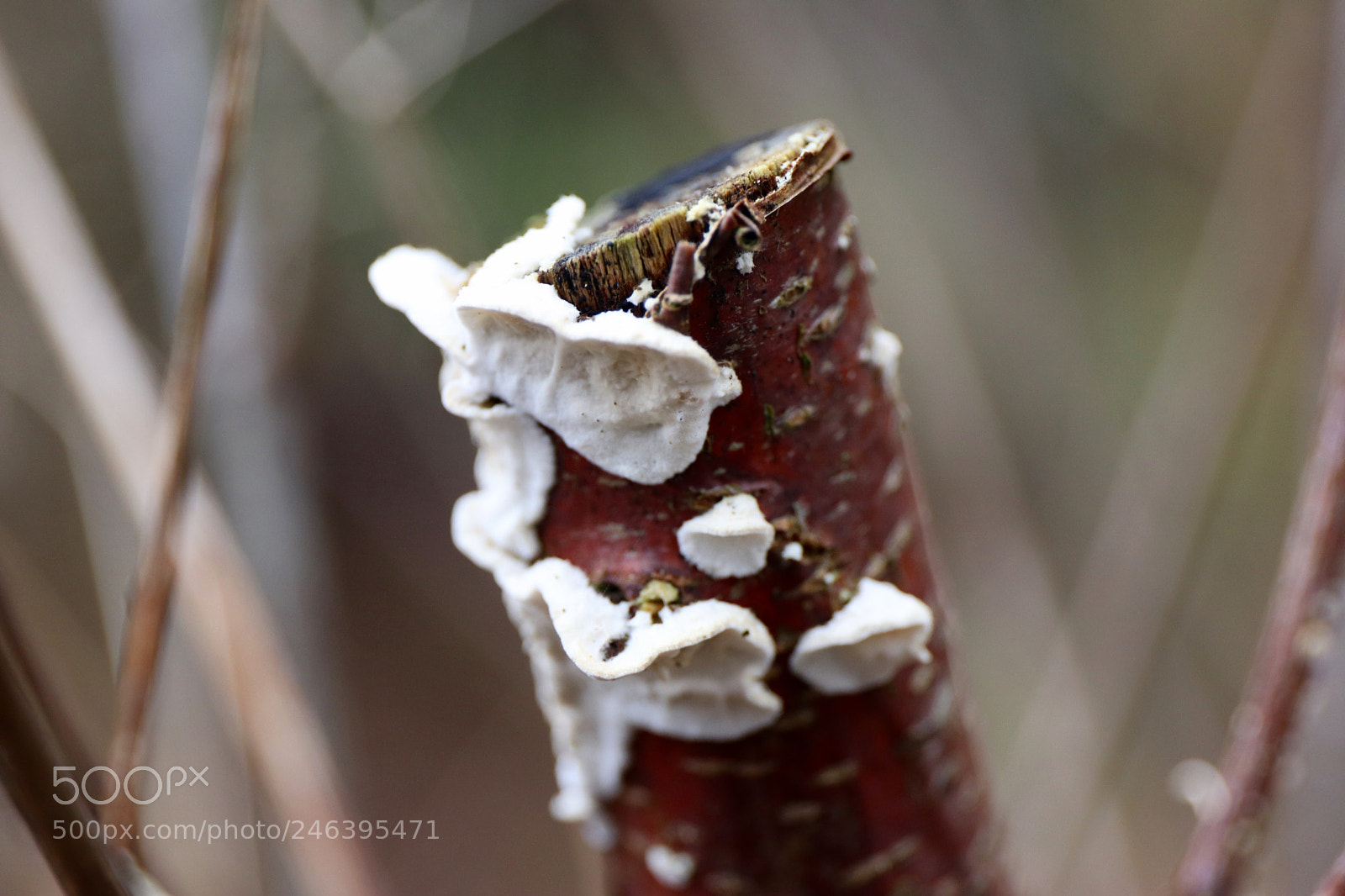 Canon EOS 77D (EOS 9000D / EOS 770D) sample photo. The garden photography