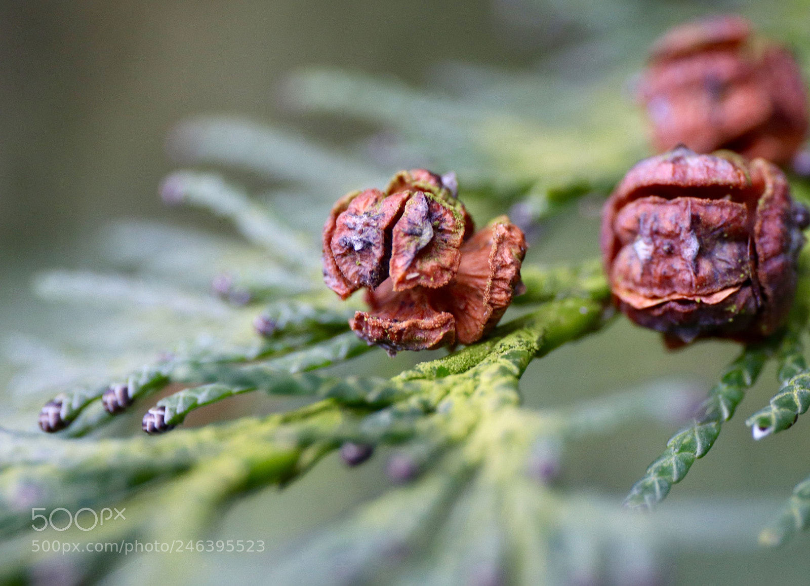 Canon EOS 77D (EOS 9000D / EOS 770D) sample photo. The garden photography