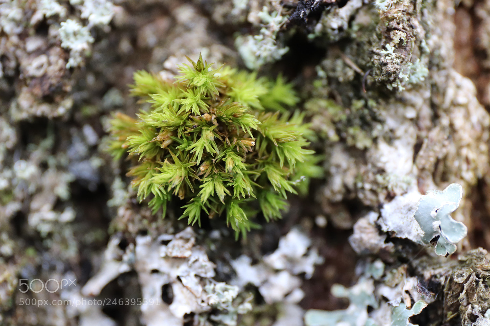 Canon EOS 77D (EOS 9000D / EOS 770D) sample photo. The garden photography