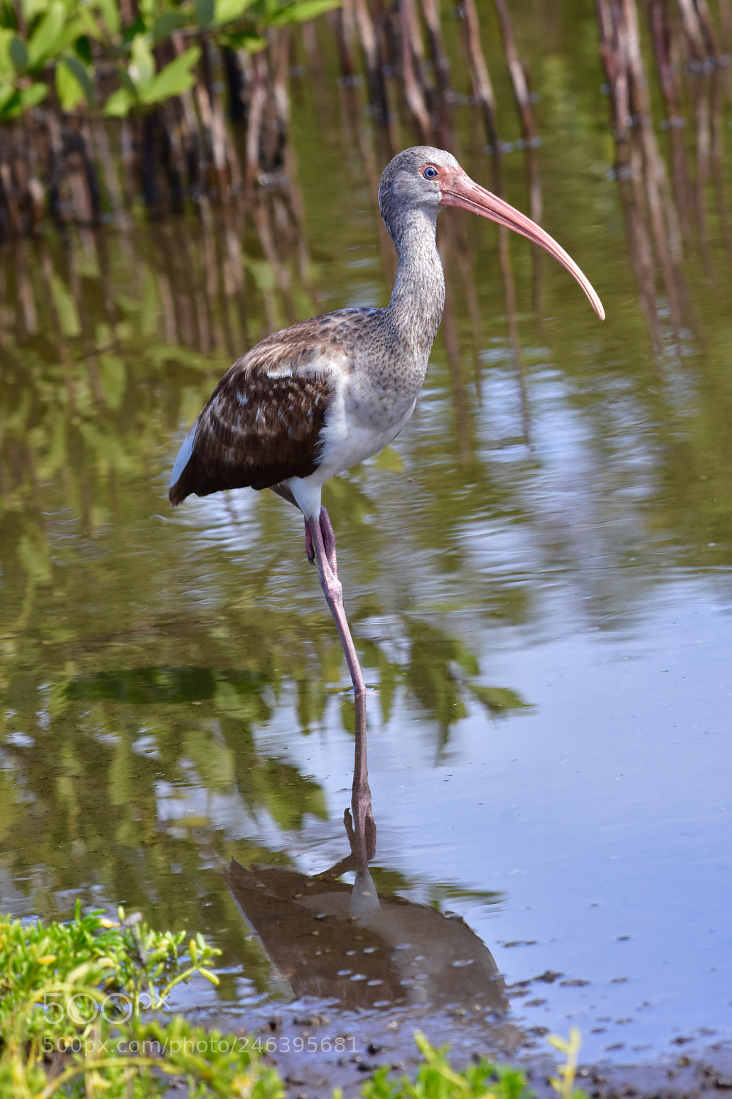Nikon D7200 sample photo. White ibis photography