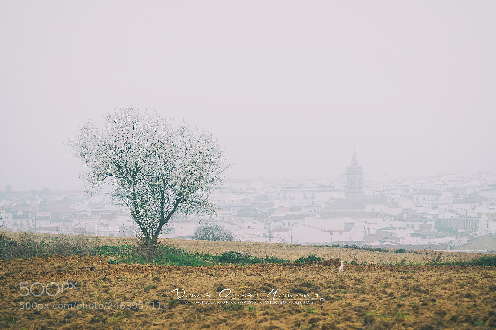Olympus OM-D E-M10 III sample photo. Amanece entre niebla photography