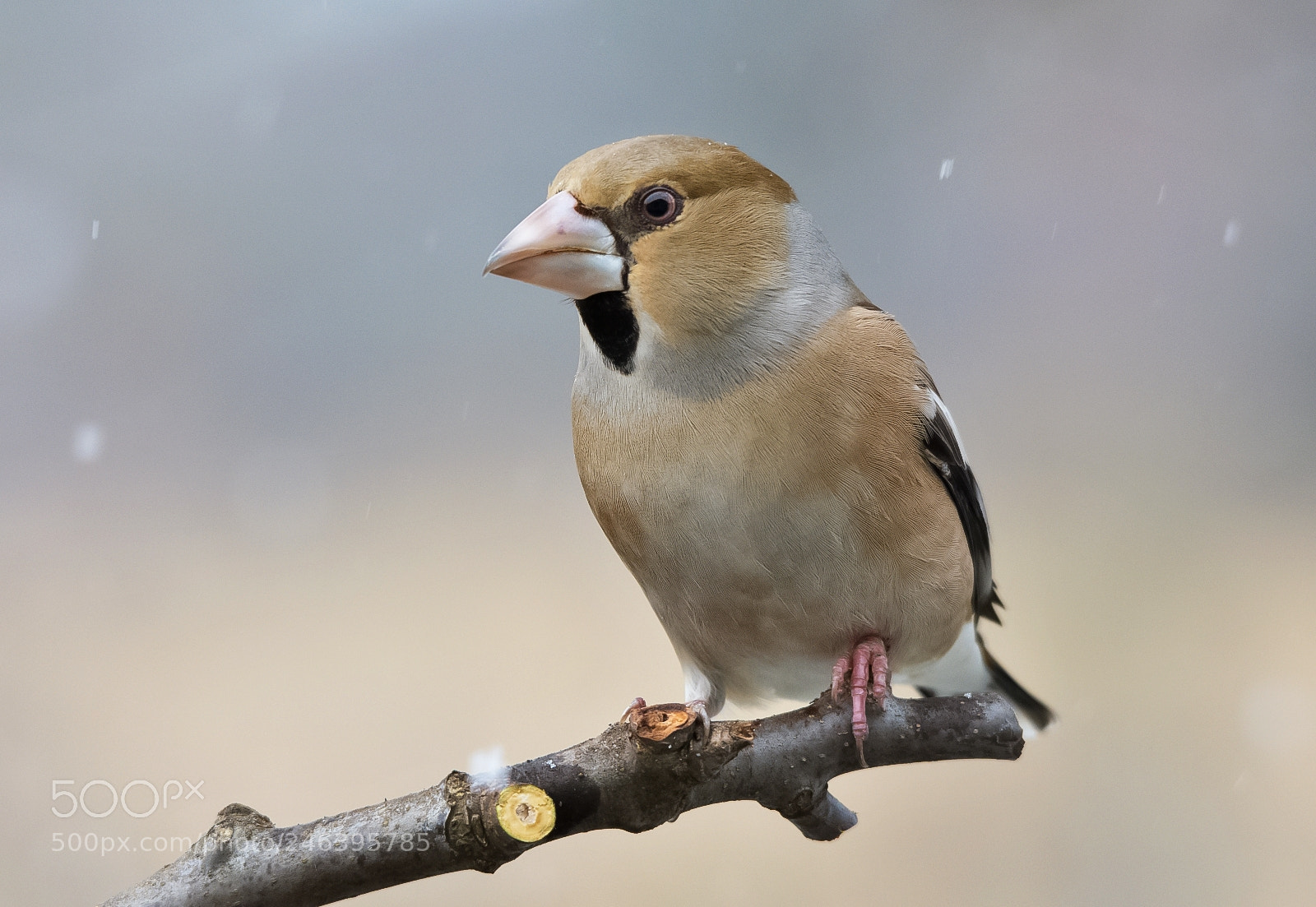 Nikon D7200 sample photo. Hawfinch photography