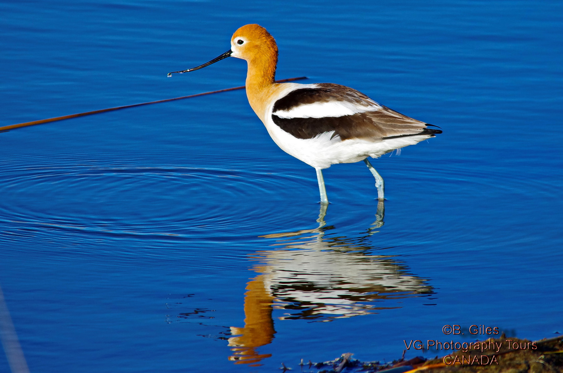 Pentax K-5 IIs sample photo. American avocet photography