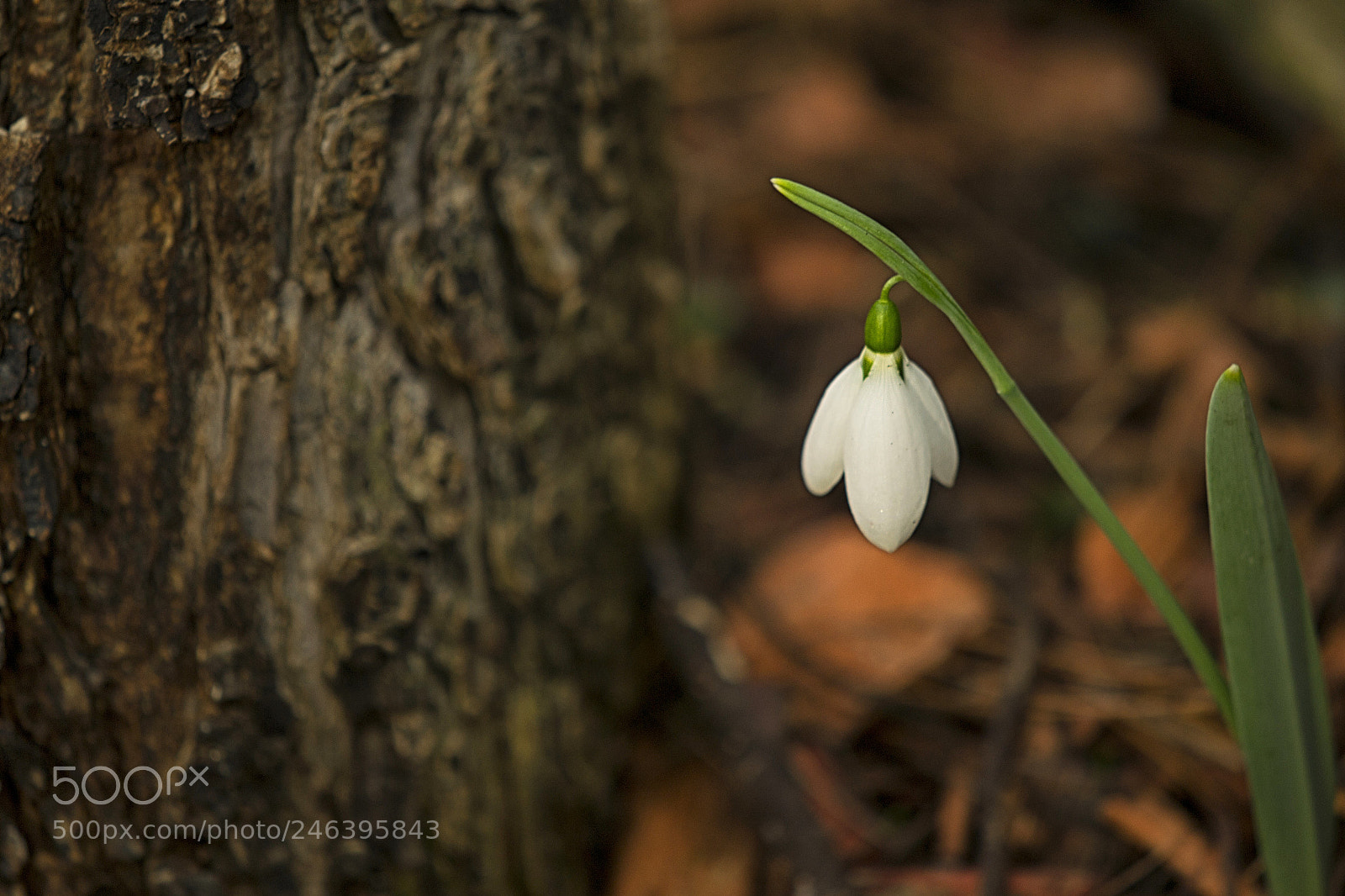 Nikon D3100 sample photo. Snowdrop photography