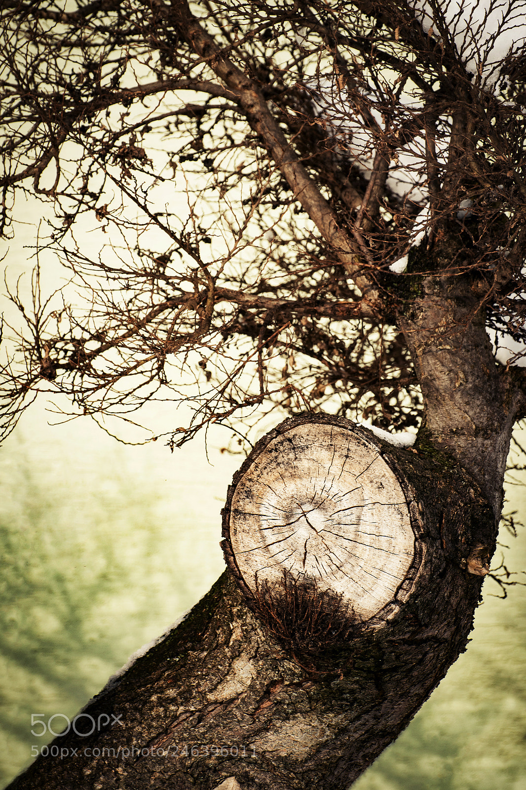 Nikon D5500 sample photo. Bonsai detail on the photography