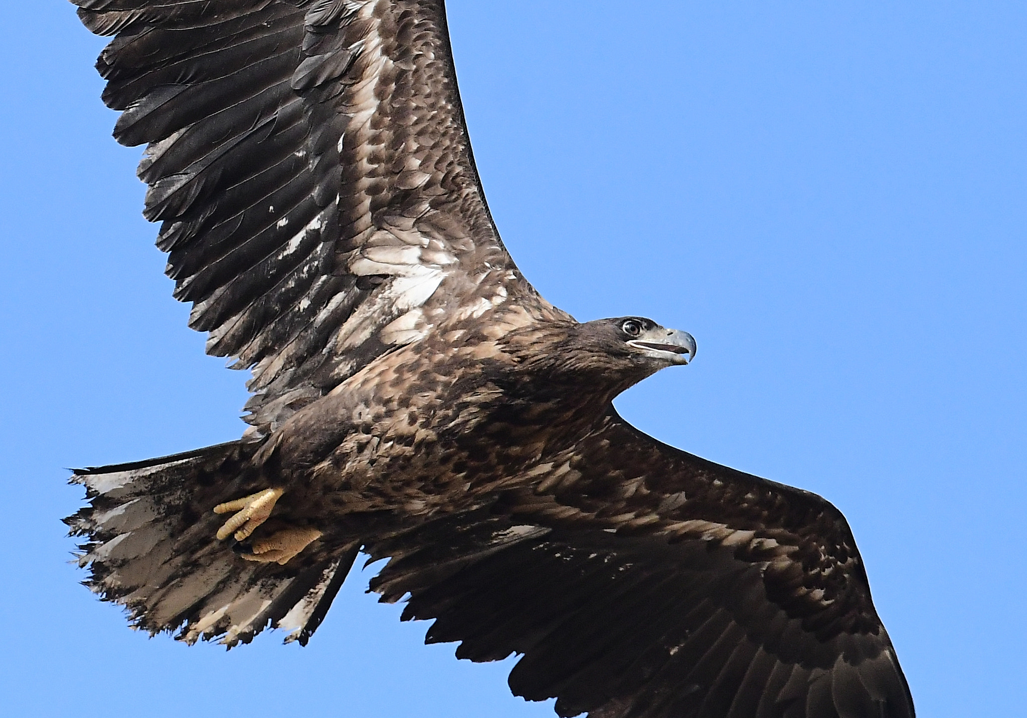 Nikon D500 + Nikon AF-S Nikkor 200-400mm F4G ED-IF VR sample photo. White tailed sea eagle흰꼬리수리 photography