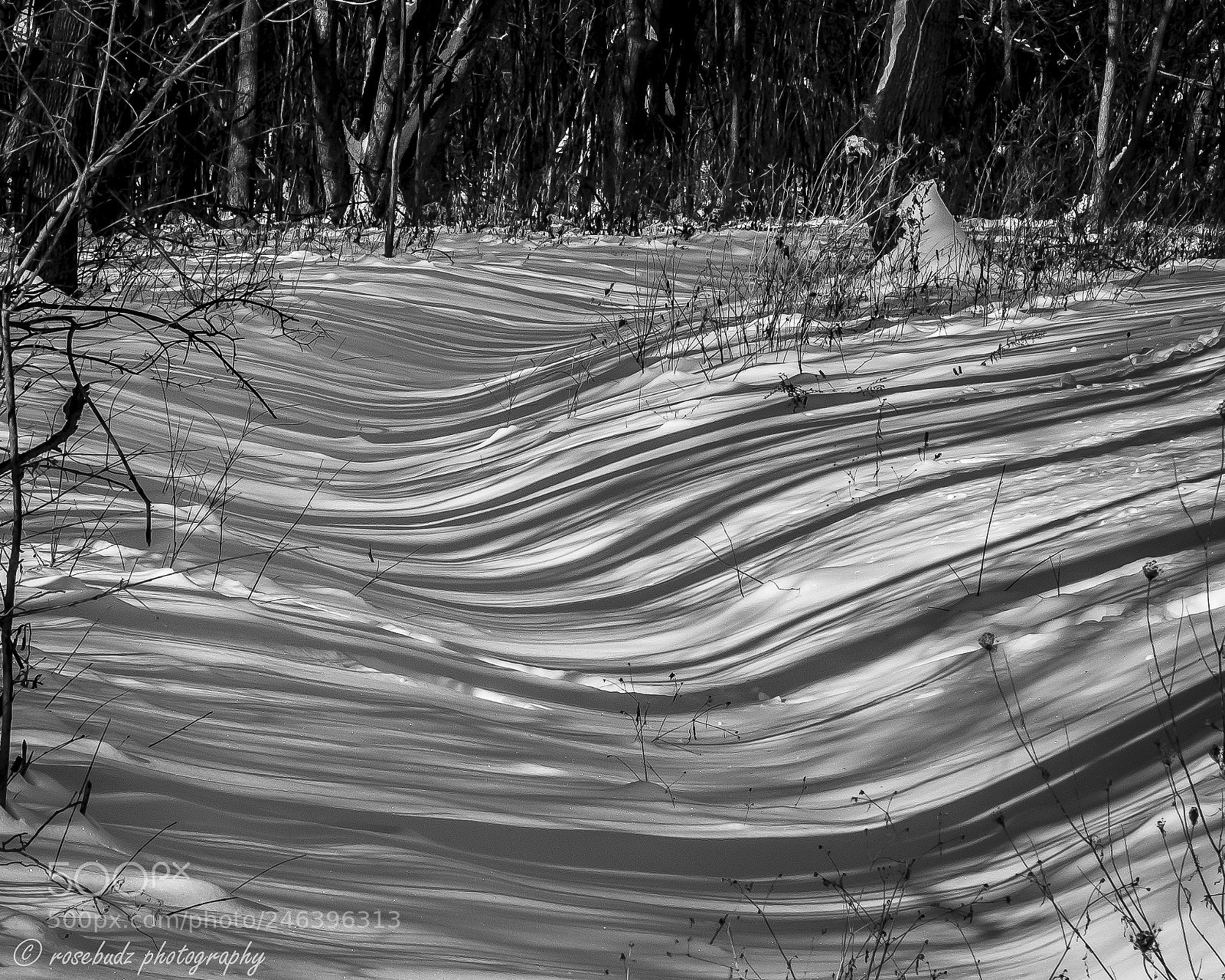 Nikon D60 sample photo. Winter shadows photography