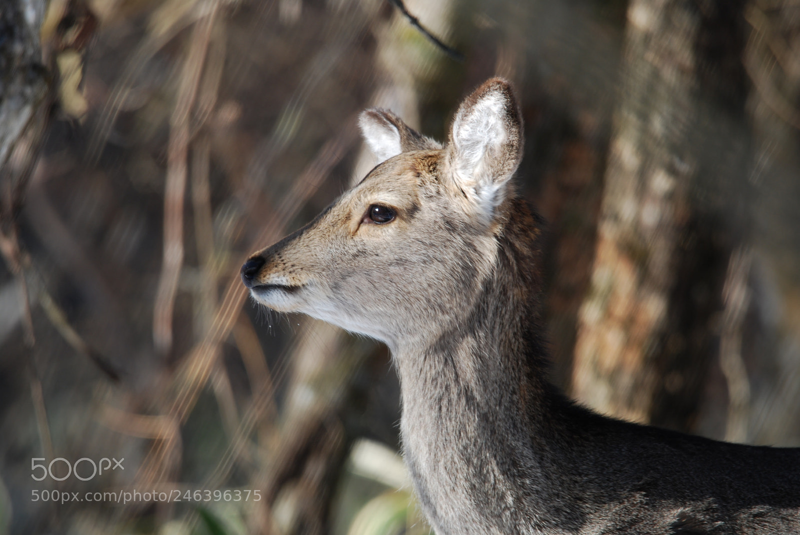 Nikon D40X sample photo. Good morning,deer. photography