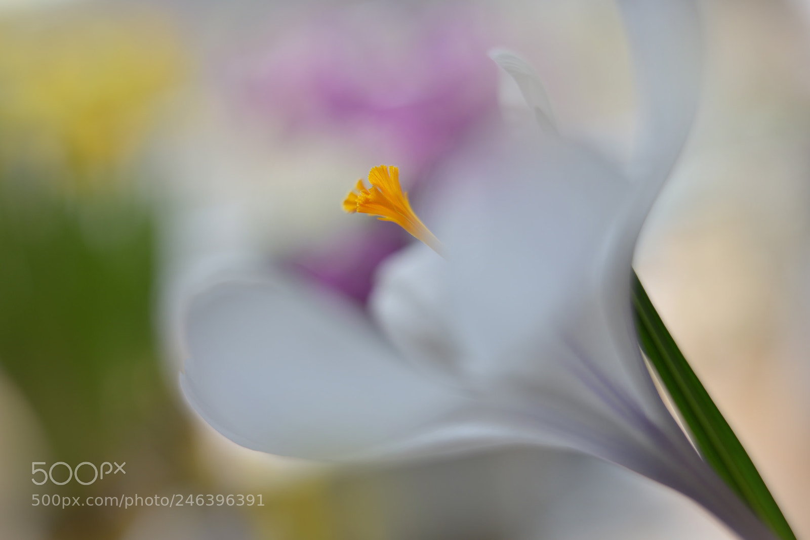 Nikon D600 sample photo. Spring is in the photography