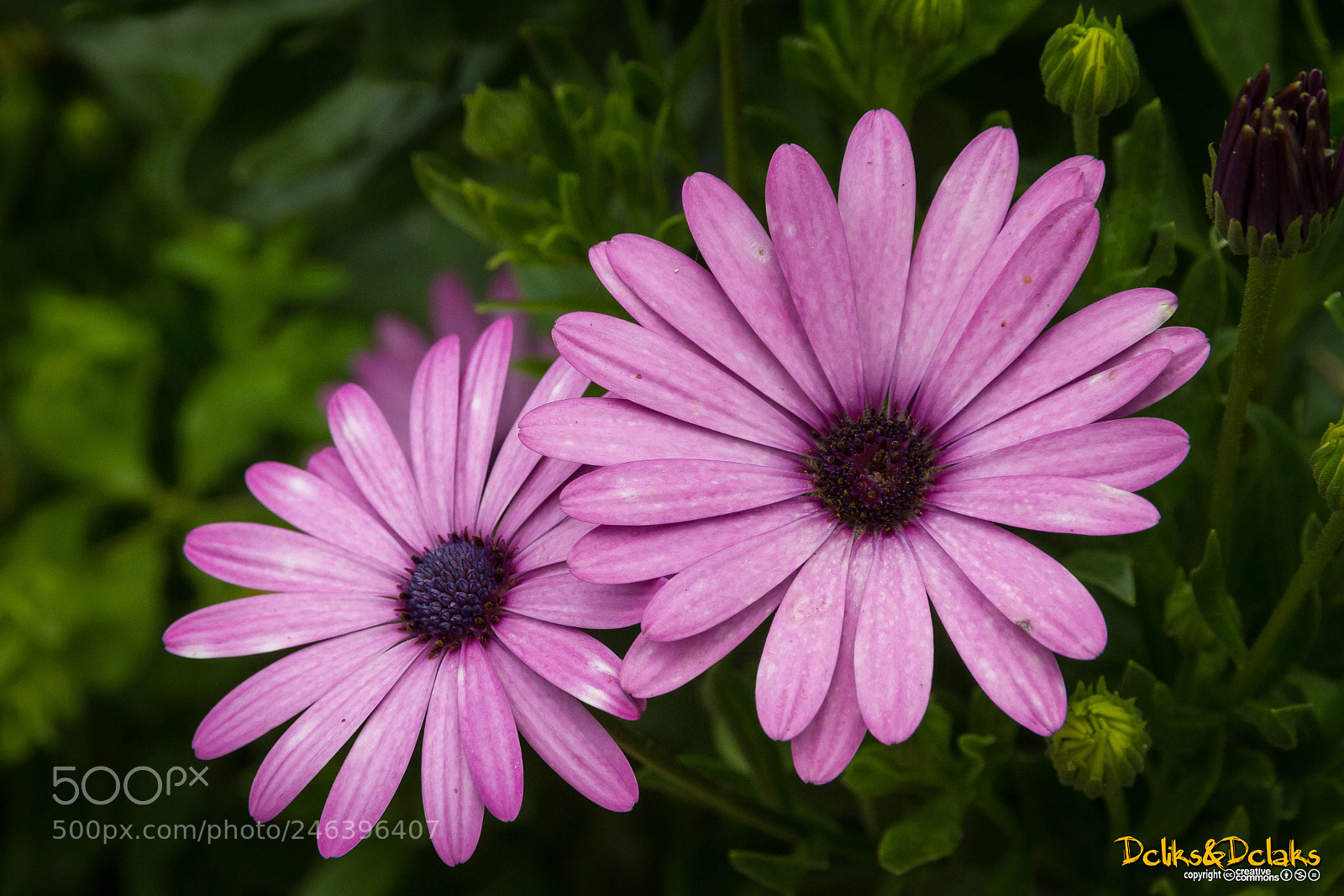 Canon EOS 7D sample photo. Pink flower photography