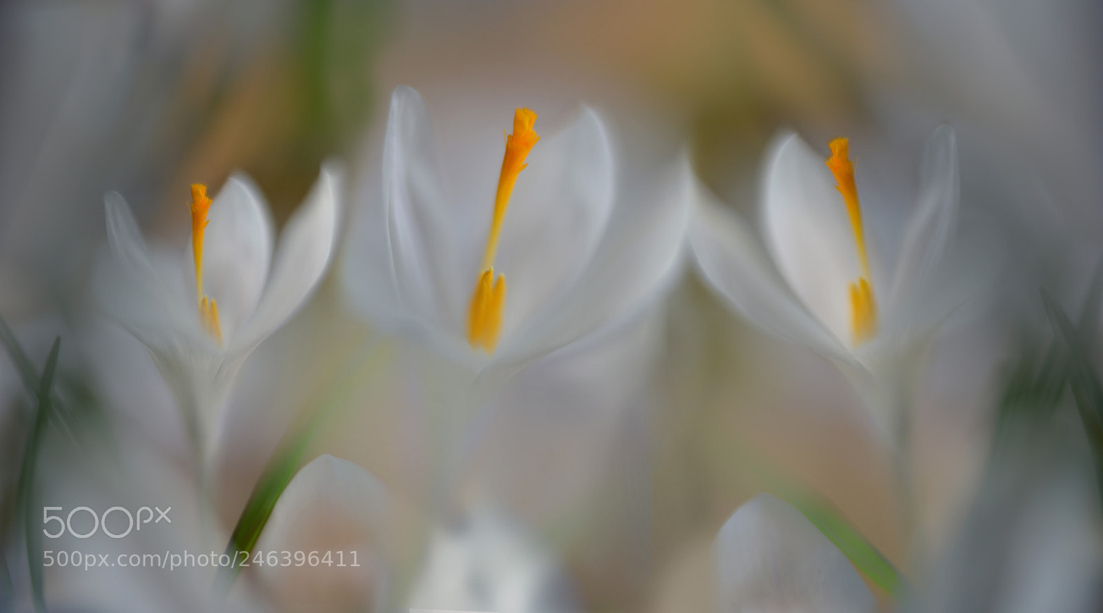 Nikon D600 sample photo. Spring trio photography