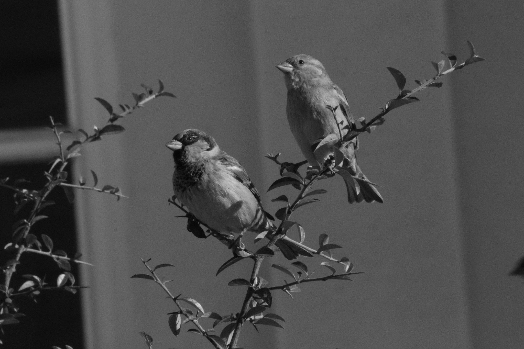 Canon EF 75-300mm f/4-5.6 USM sample photo. Portrait of sparrows photography