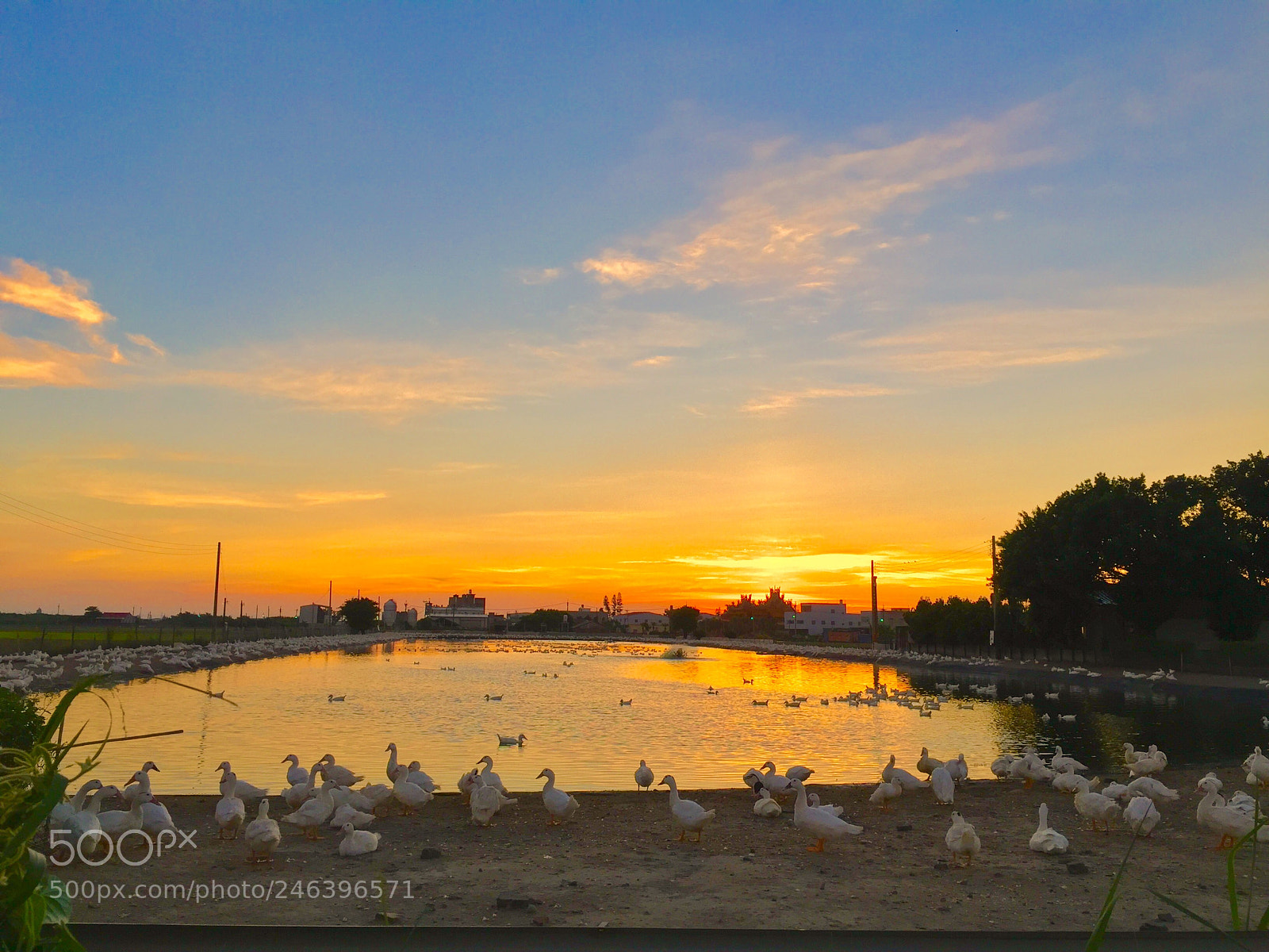 Apple iPhone 6 Plus sample photo. And duck group enjoy photography