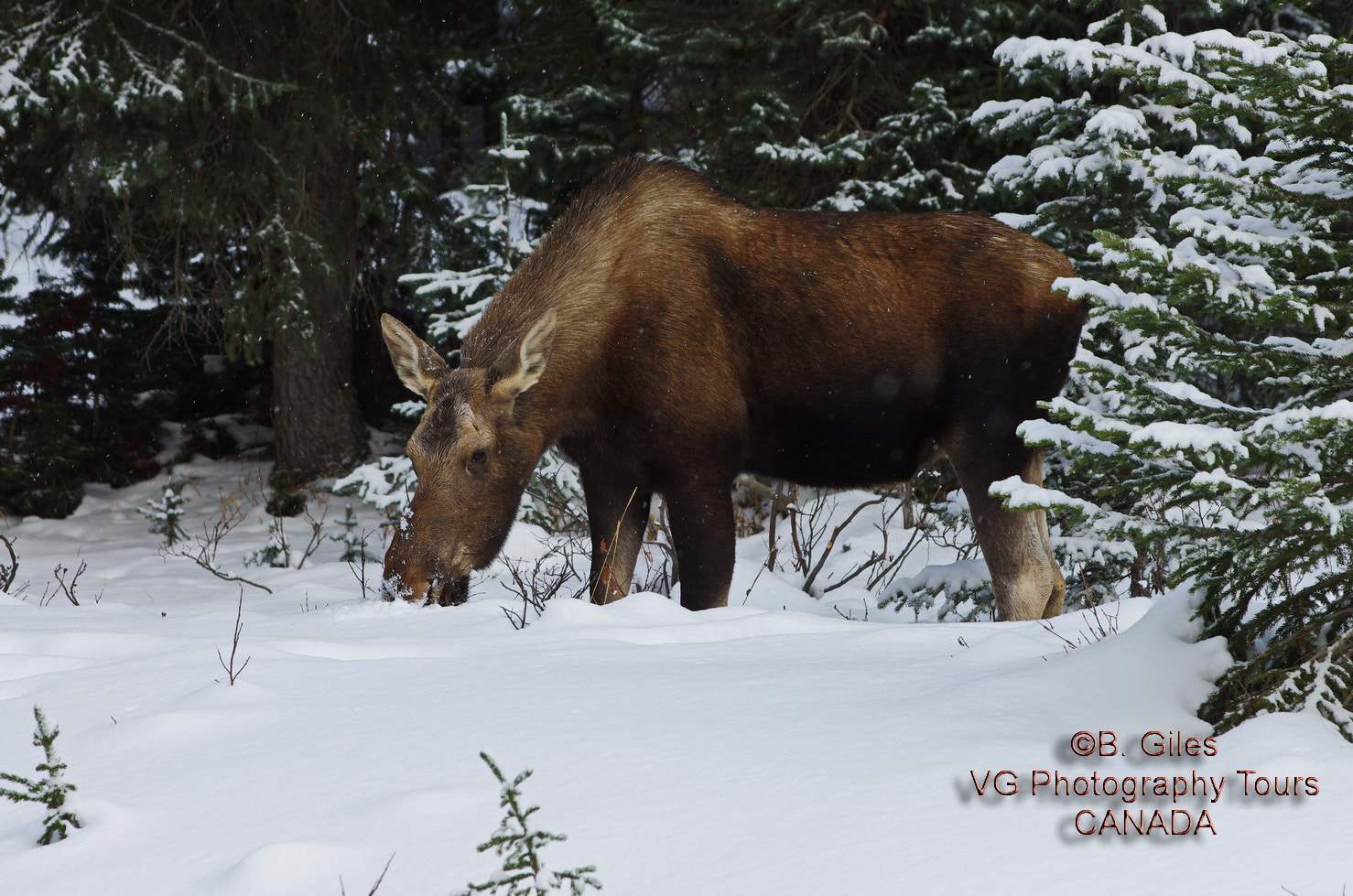 Pentax smc DA* 60-250mm F4.0 ED (IF) SDM sample photo. Winter moose photography