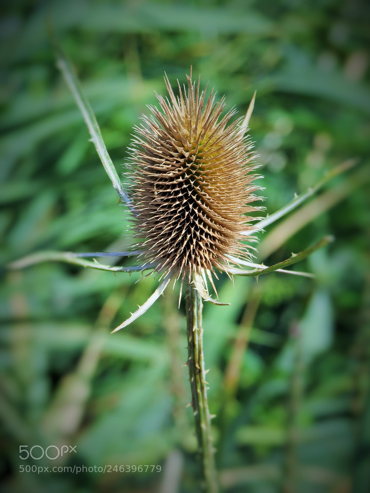 Canon PowerShot SX50 HS sample photo. Dry thistle blossom () photography