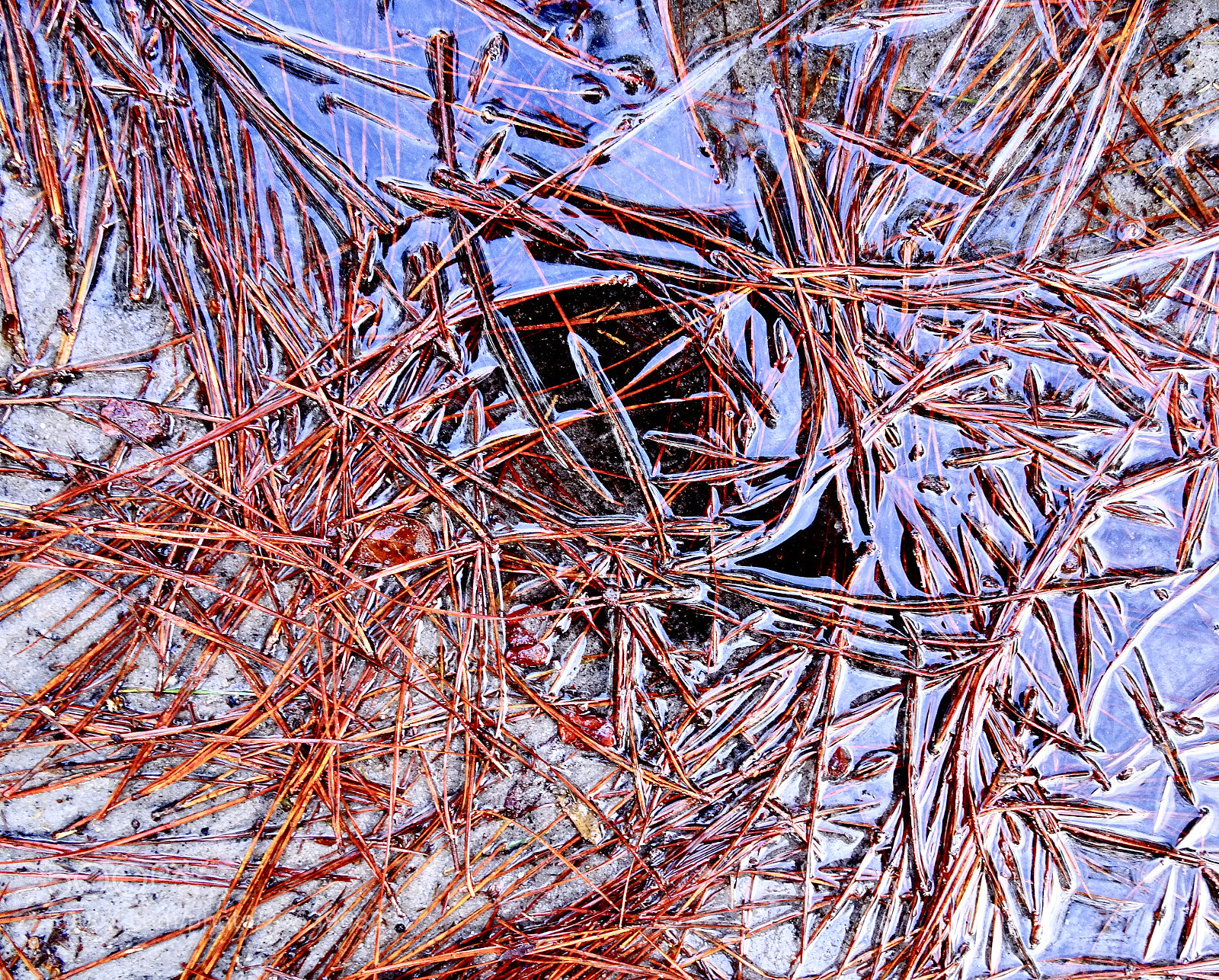 Sony Cyber-shot DSC-HX90V sample photo. Pine needles in a photography