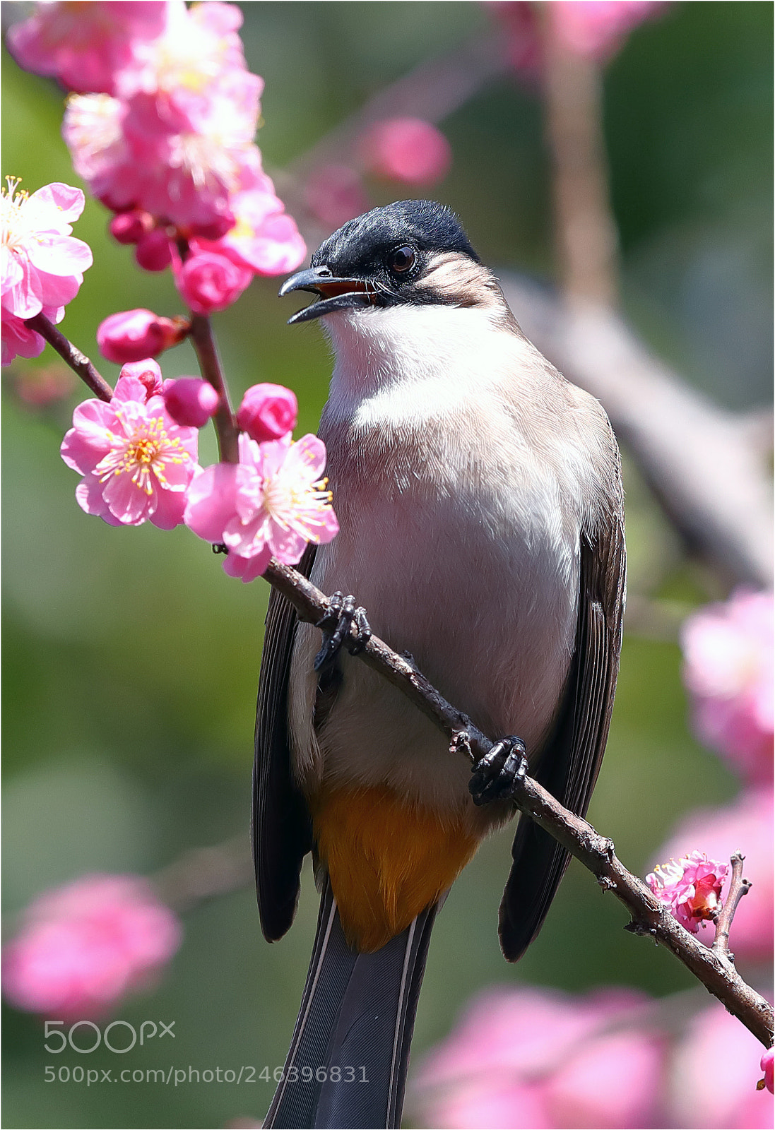 Canon EOS-1D X Mark II sample photo. Sing for the spring photography