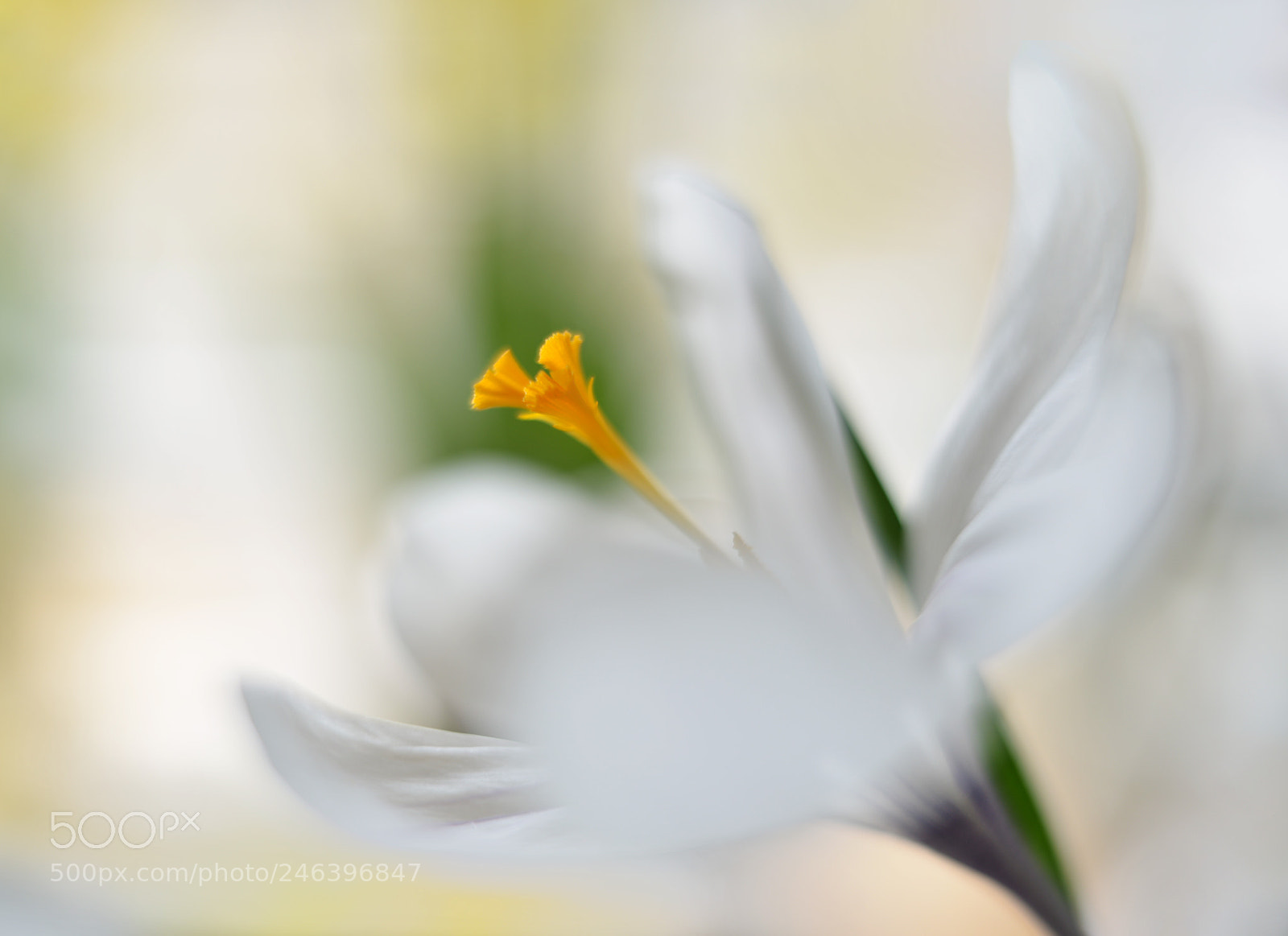 Nikon D600 sample photo. Spring is in the photography