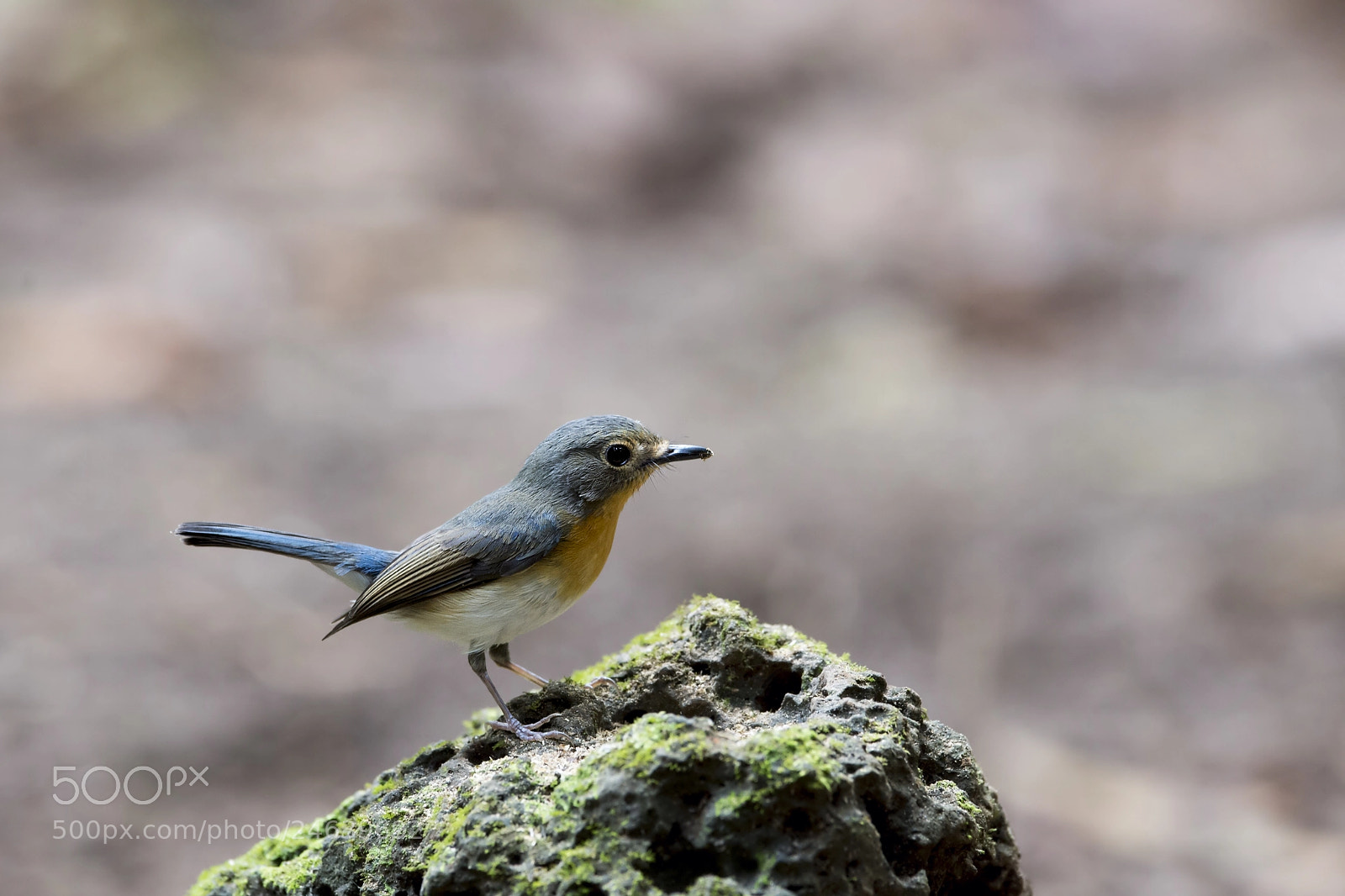 Nikon D4 sample photo. Tickell's blue flycatcher (f) photography