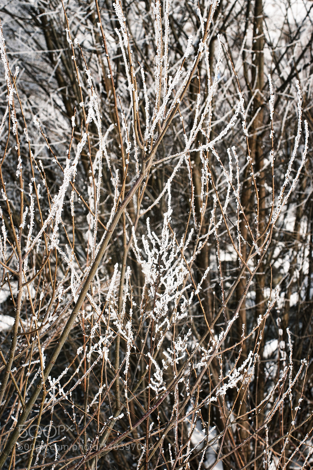 Nikon D5500 sample photo. Willow twigs with snow photography