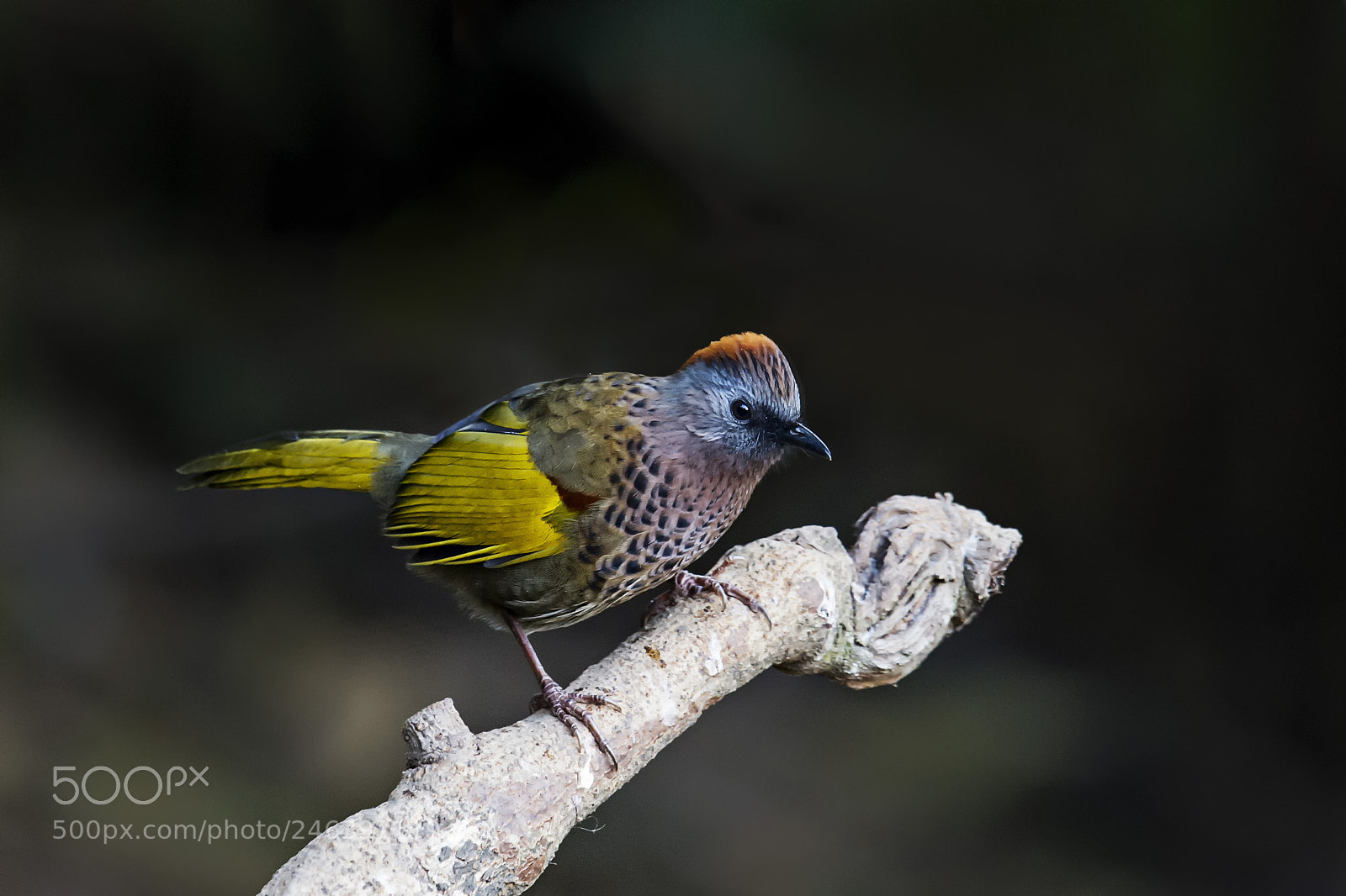 Nikon D4 sample photo. Assam laughingthrush photography