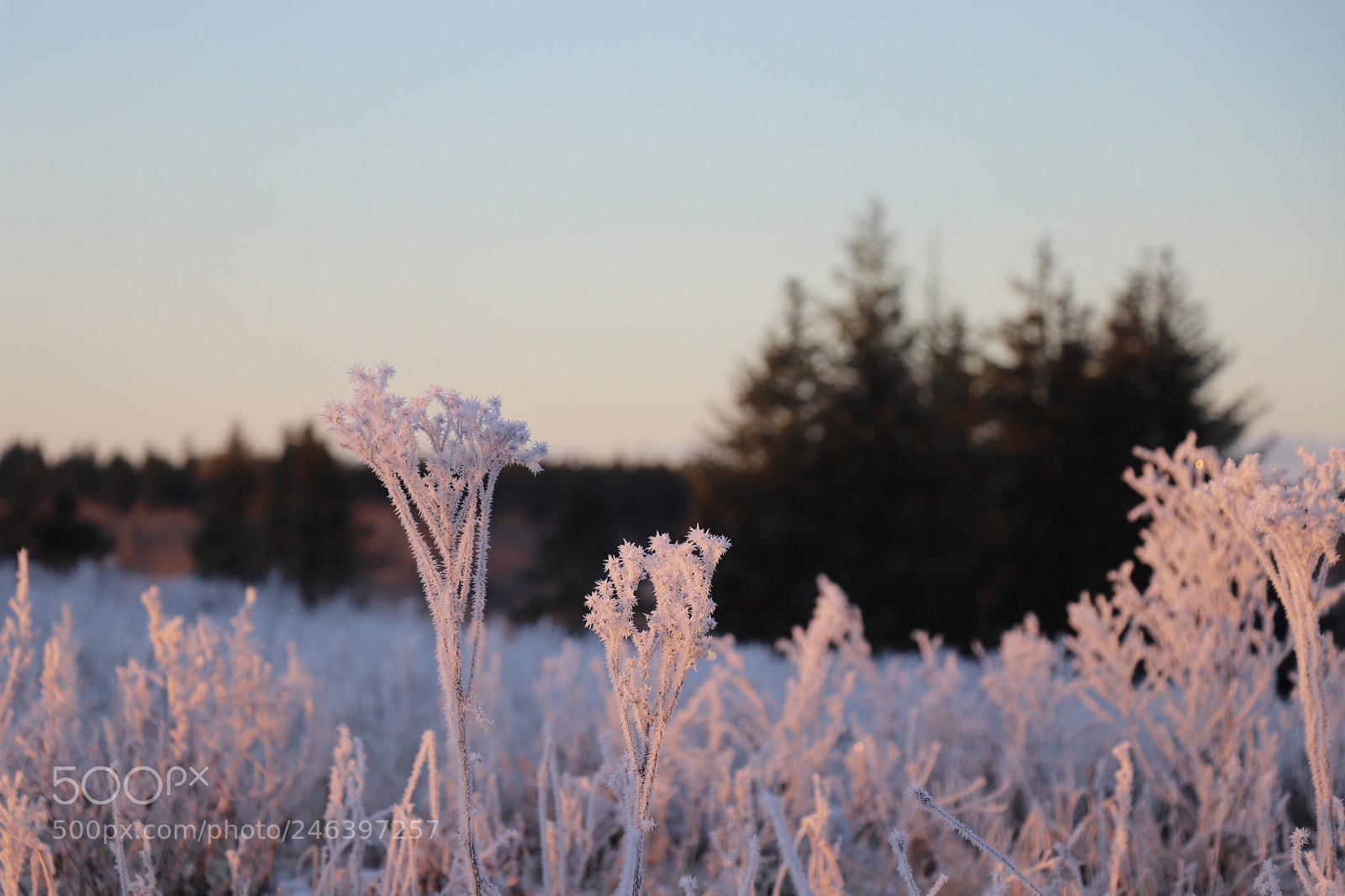 Canon EOS 77D (EOS 9000D / EOS 770D) sample photo. Img photography