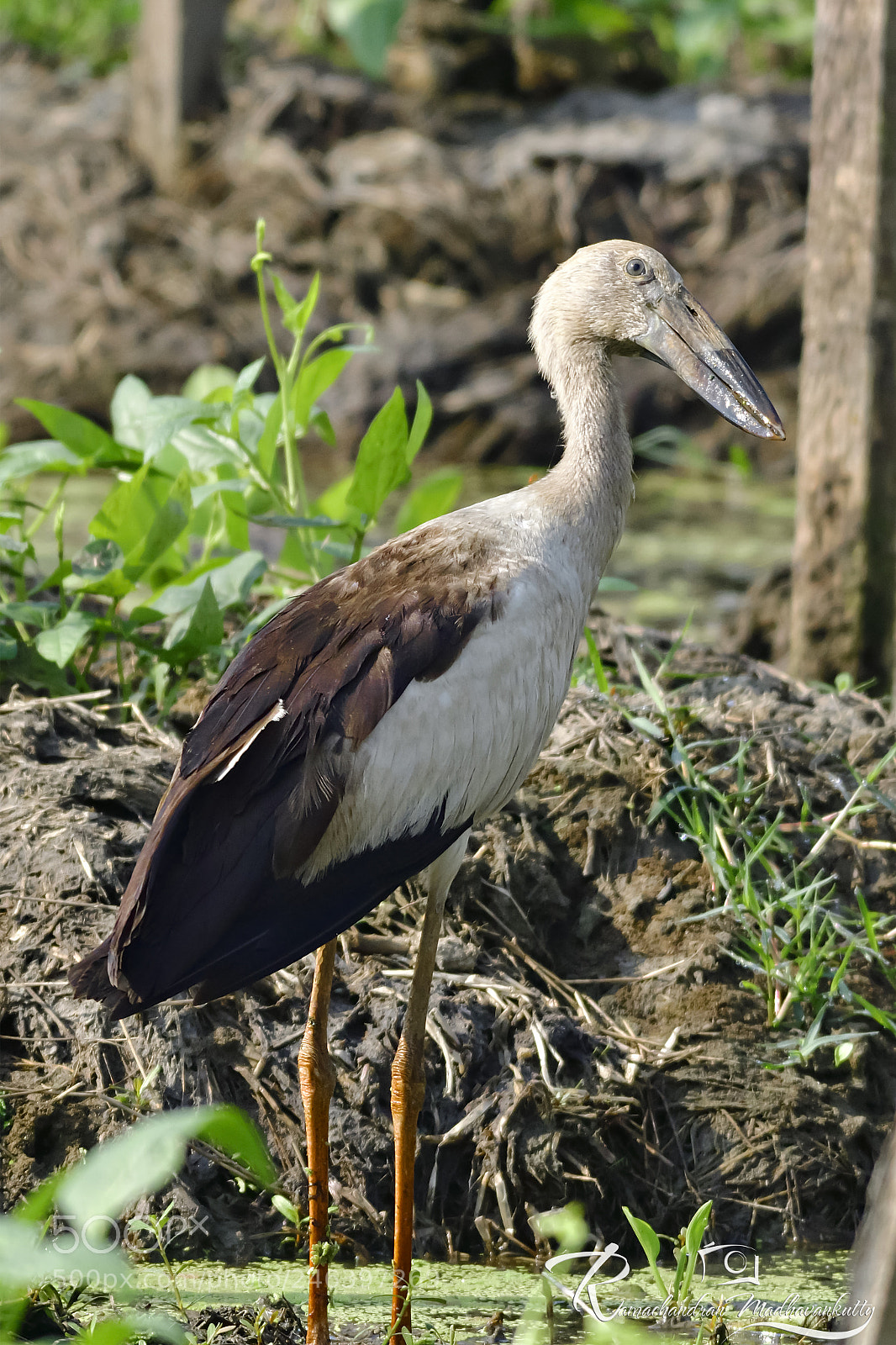 Nikon D500 sample photo. Asian open-bill stork photography