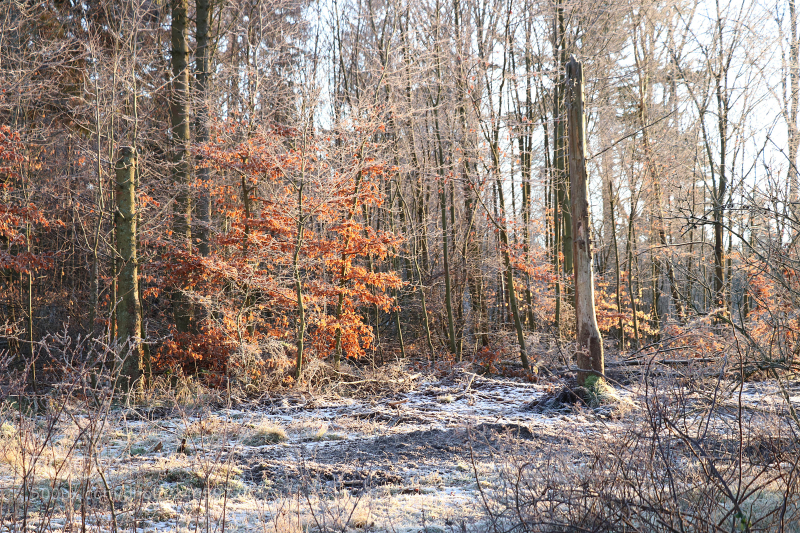 Canon EOS 77D (EOS 9000D / EOS 770D) sample photo. Img photography