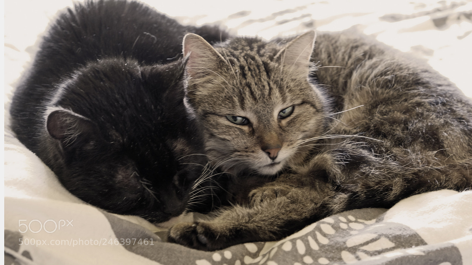 Fujifilm X-T20 sample photo. Cats photography