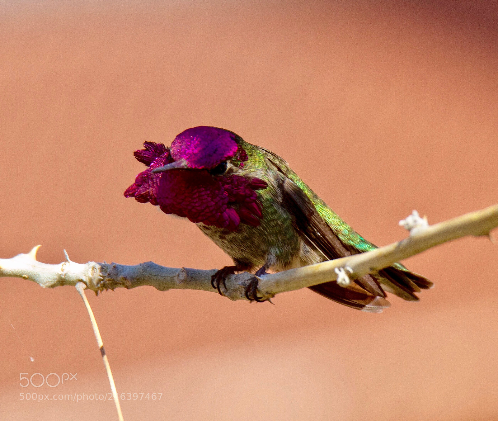 Canon EOS 7D sample photo. Anna's hummingbird- feeling a photography