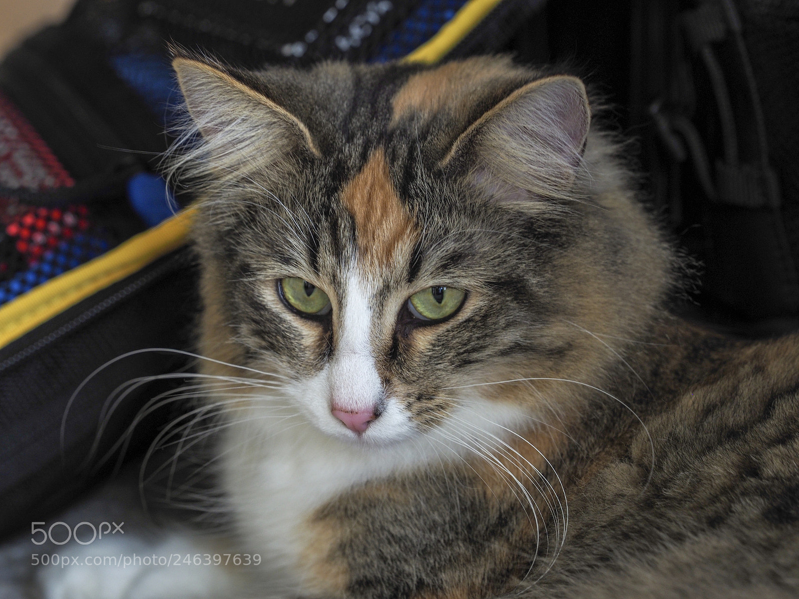 Olympus OM-D E-M1 Mark II sample photo. Isa, lying on my photography