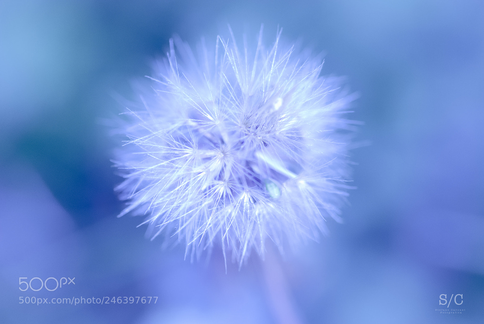 Nikon D80 sample photo. Taraxacum photography
